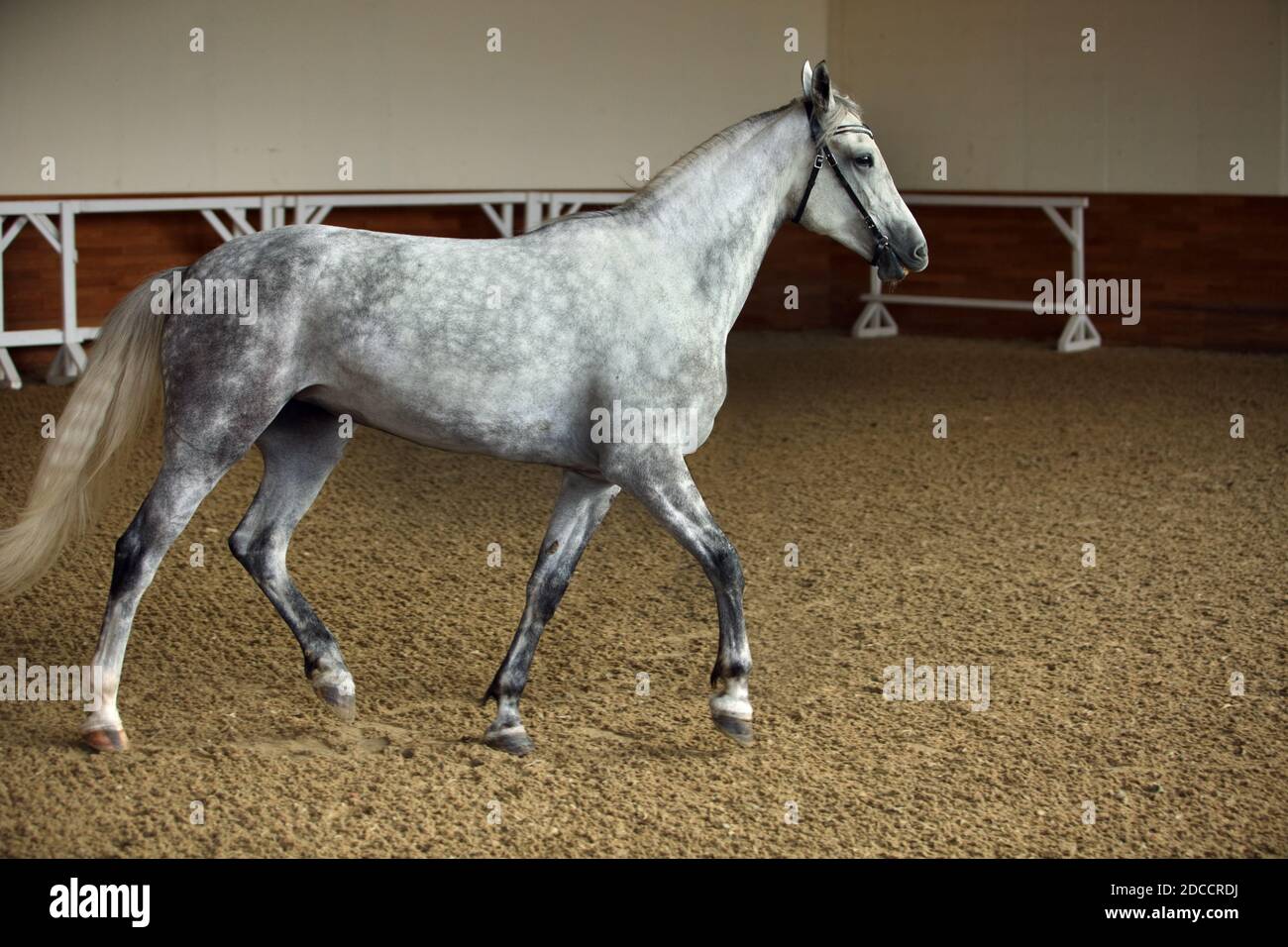 Puro Cavallo Spagnolo o PRE, ritratto su sfondo stabile Foto Stock