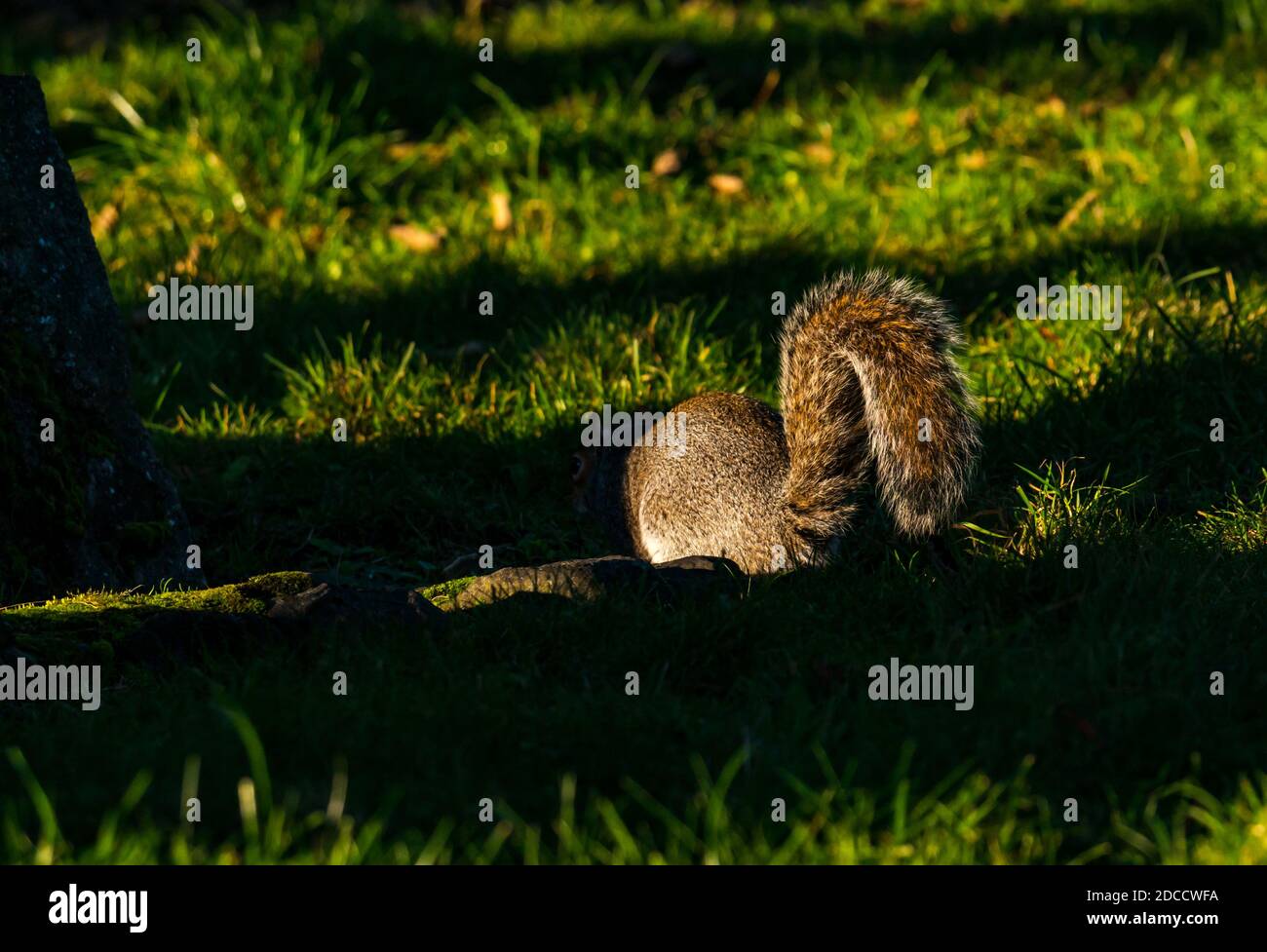 Uno scoiattolo grigio (Sciurus carolinensis) in erba con coda boscata, Leith, Edimburgo, Scozia, Regno Unito Foto Stock