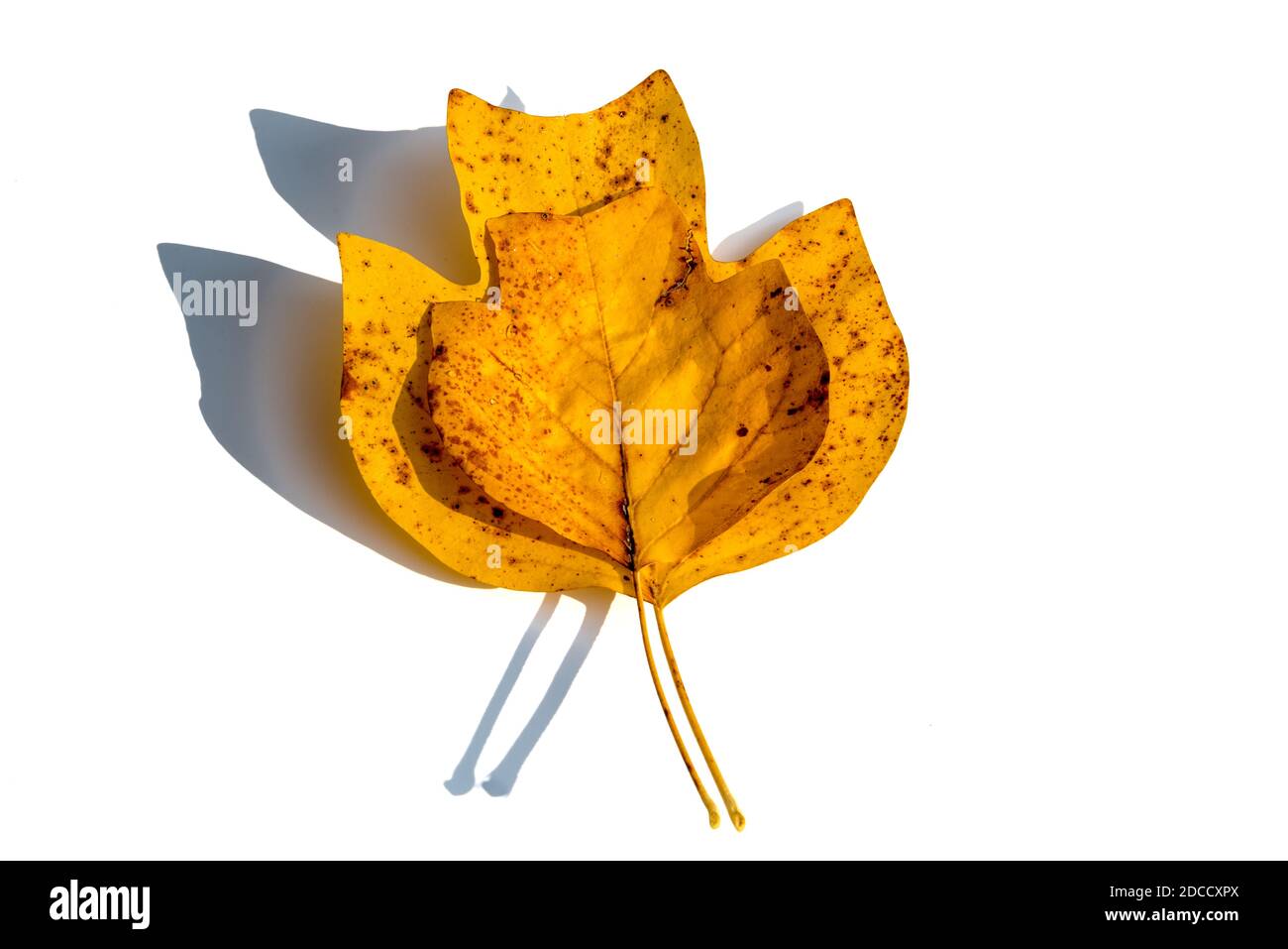 Composizione autunnale - foglie secche di autunno giallo dell'albero di tulipano, una piccola foglia in cima ad un'altra grande su sfondo arancione. Vista dall'alto Foto Stock