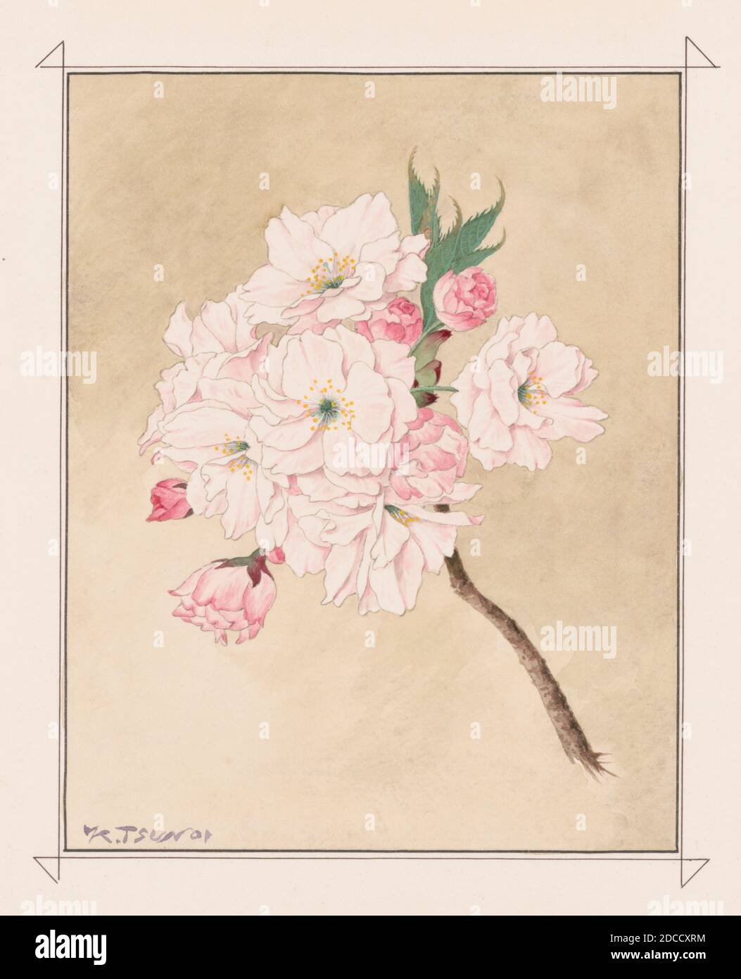 Fukurokuju, Dio della longevità fioritura di ciliegi Foto Stock