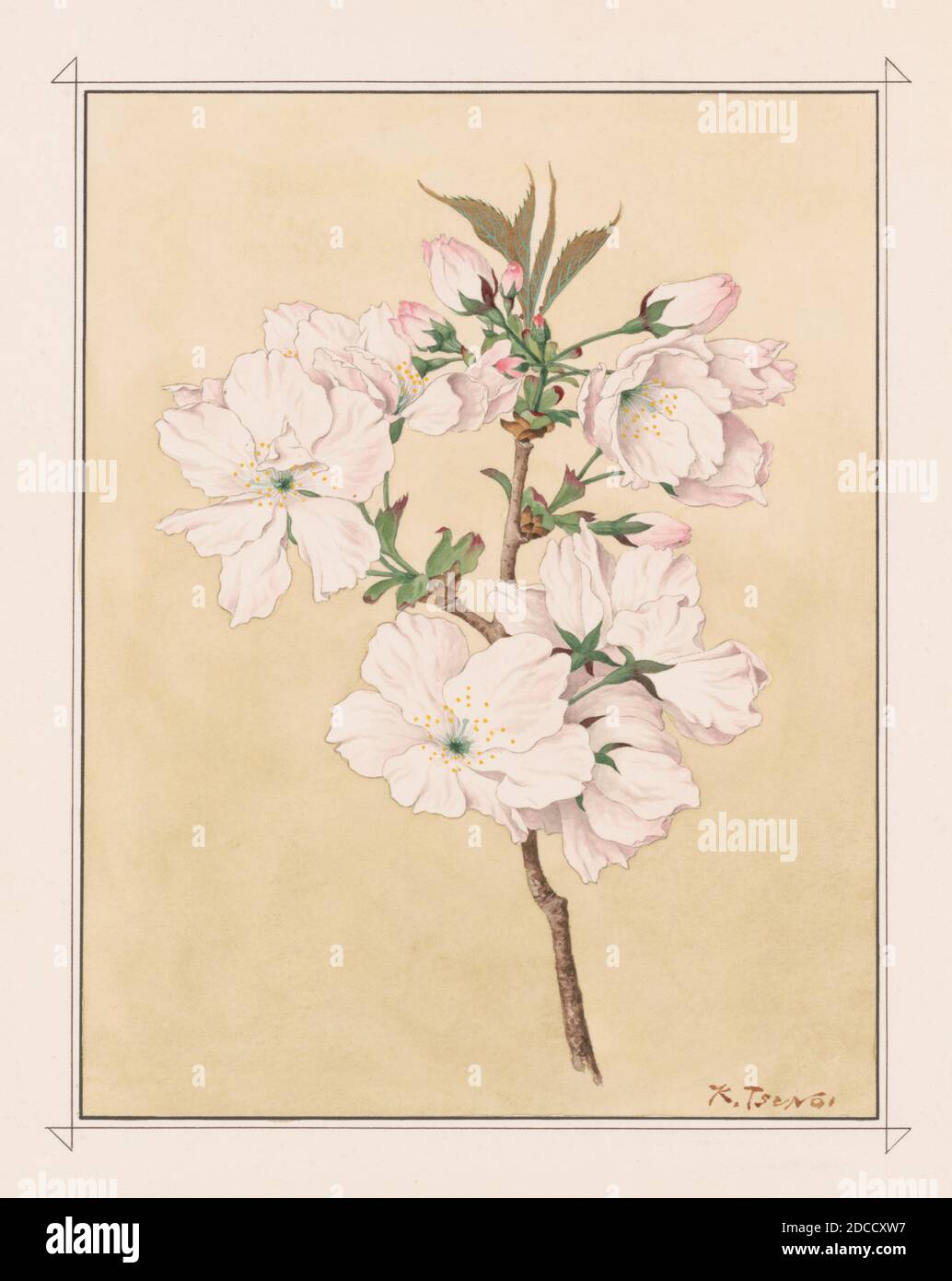 Ariake, fiori di ciliegia Daybreak Foto Stock