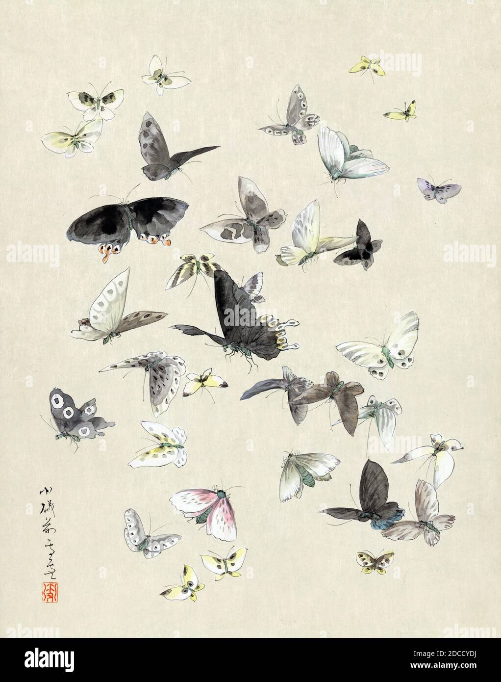 Freelies e Moth di ButteRoyalty Foto Stock