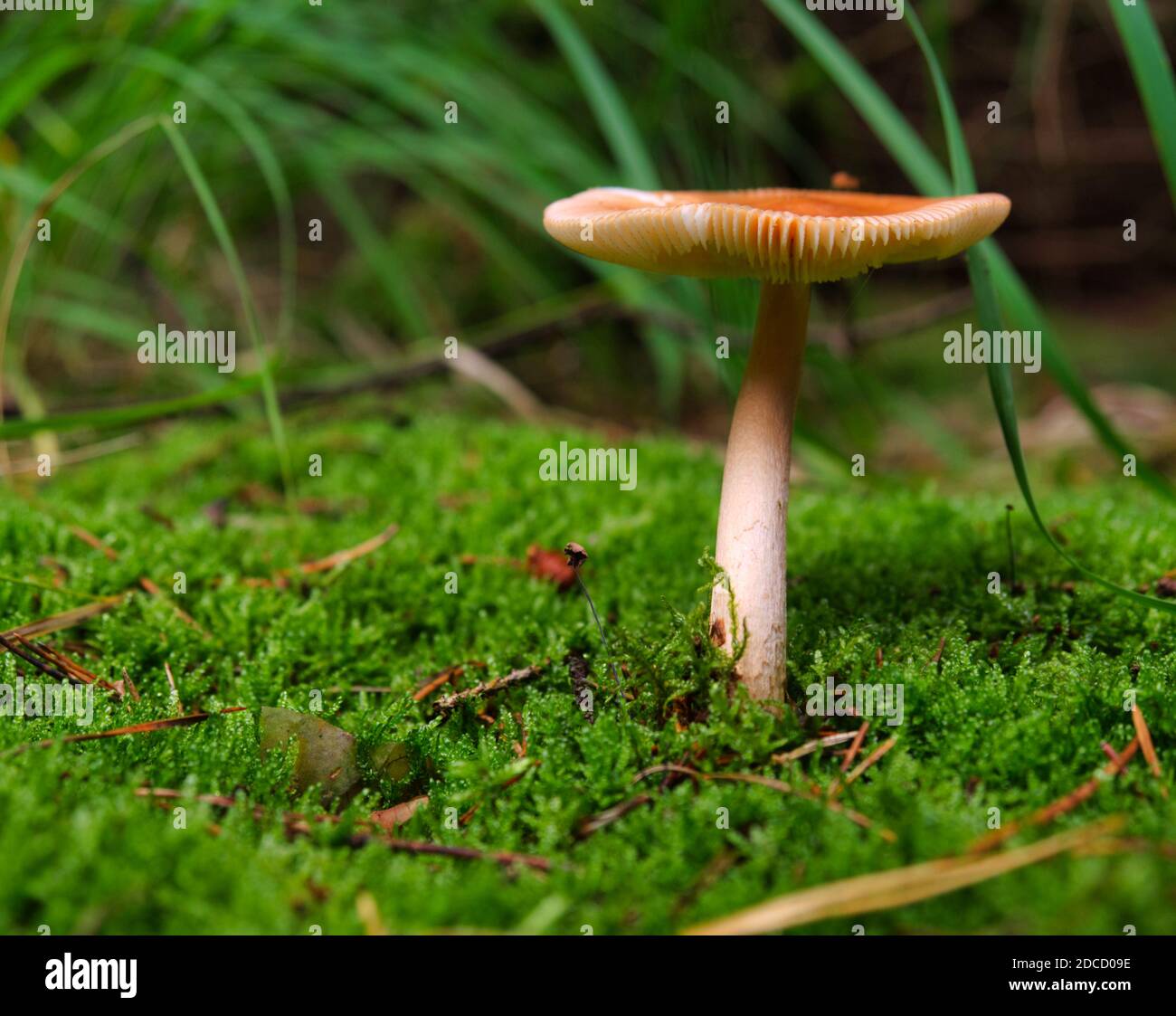 Su una passeggiata nella foresta alla ricerca di funghi in turingia germania Foto Stock