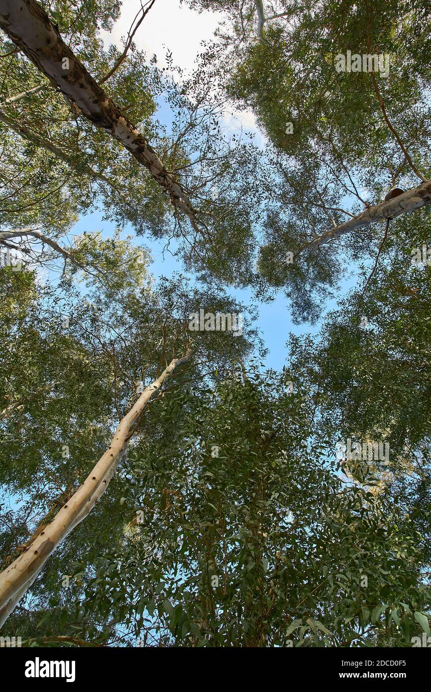 fotografia di alberi Foto Stock