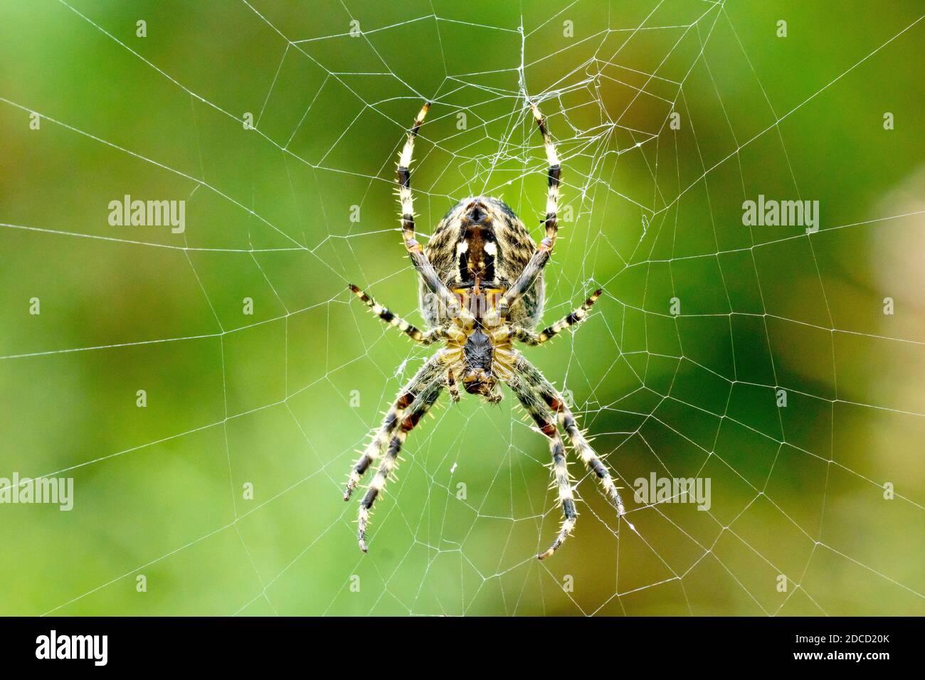 Common Garden Spider (araneus diadematus), primo piano della parte inferiore di uno dei ragni più comuni del Regno Unito appeso sulla sua rete o sul suo cobweb. Foto Stock