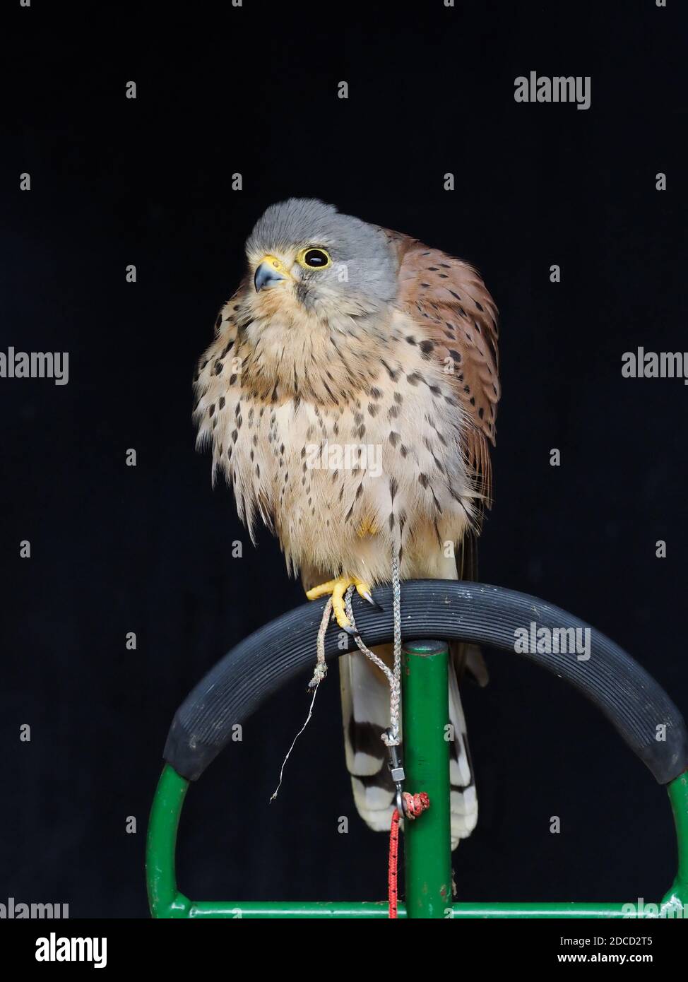 Un kestral prigioniero si siede su un perch. Foto Stock