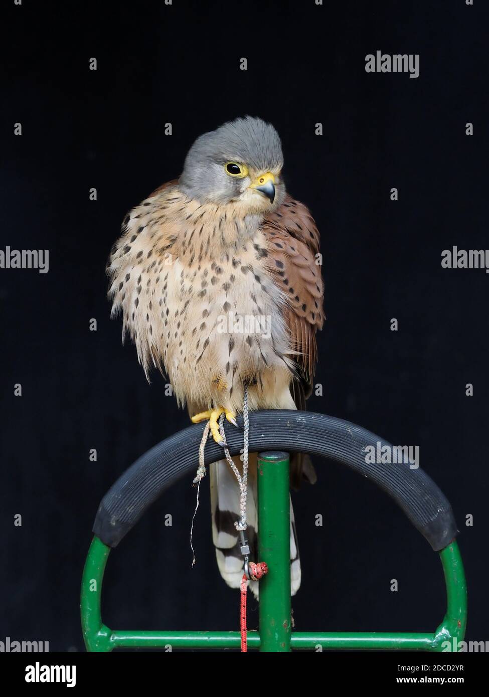 Un kestral prigioniero si siede su un perch. Foto Stock