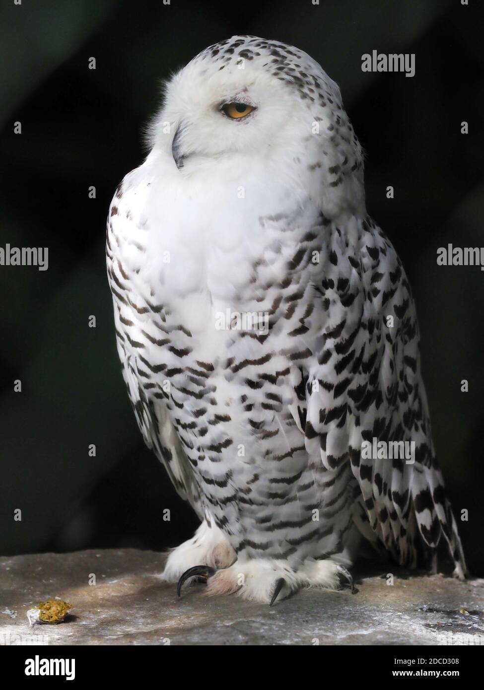 Una bella pula di neve prigioniera si siede su un perch. Foto Stock