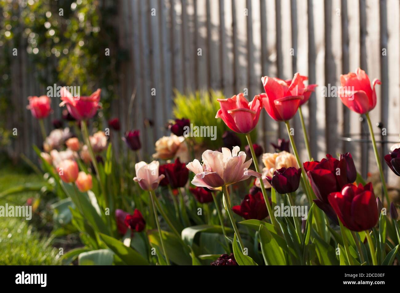 Tulipa ‘la Belle Epoque’ in un confine di tulipano misto molla Foto Stock