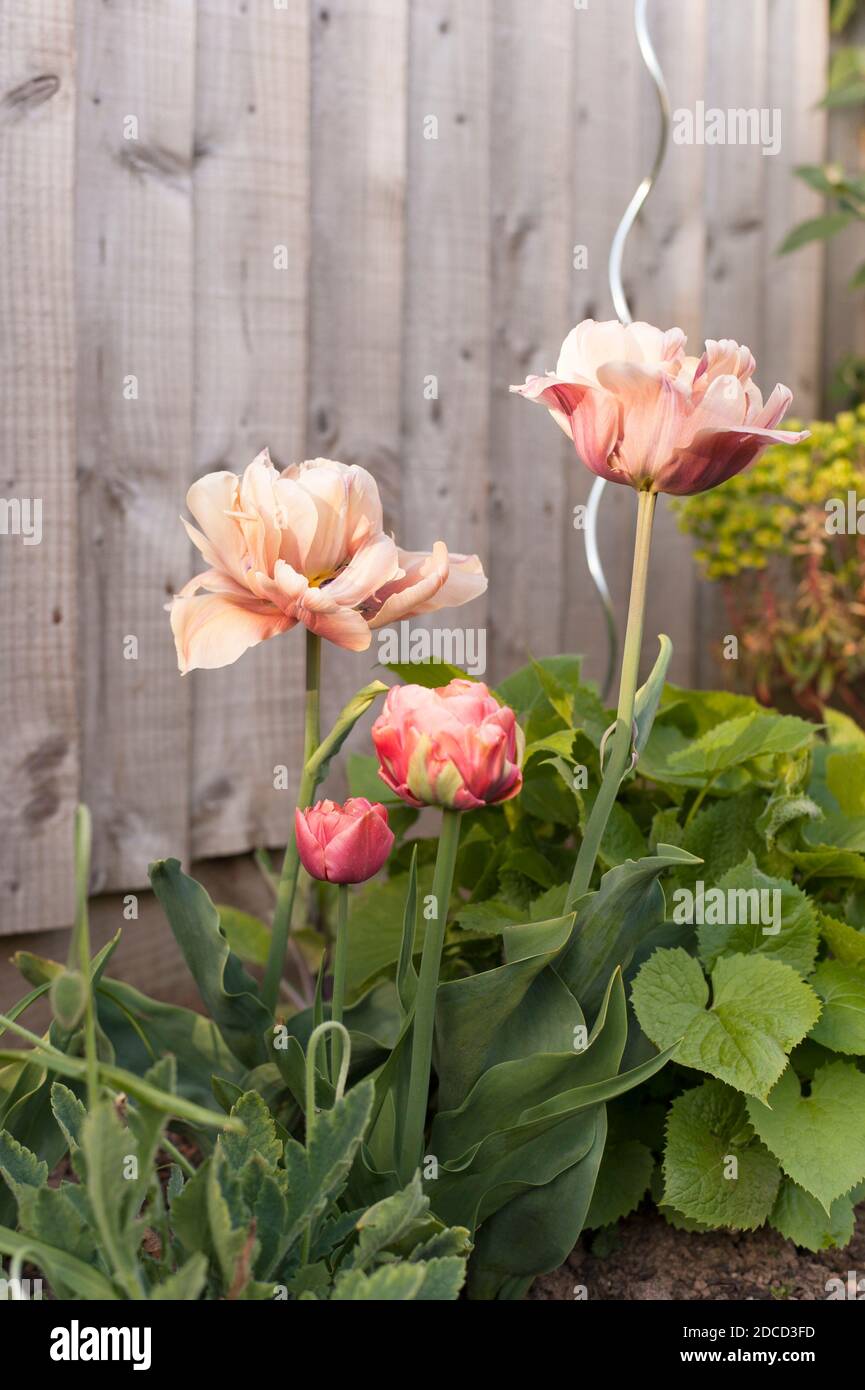 Tulipa ‘la Belle Epoque’ con la gemma Tulipa 'Copper Image' Foto Stock