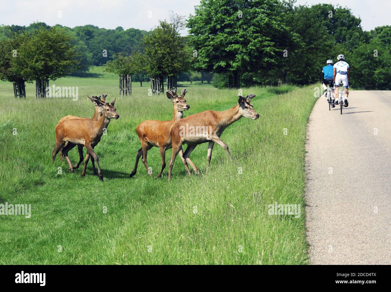 GRAN BRETAGNA / Inghilterra /Londra / Deer mandria che attraversa la strada a Richmond Park con ciclisti in background. Foto Stock