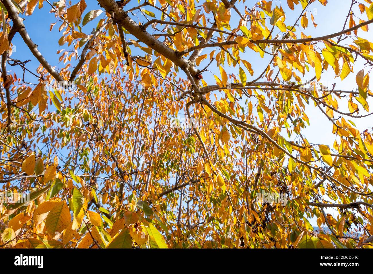 Giardino di ciliegio con colori autunnali. Belle foglie colorate in autunno. Foto Stock