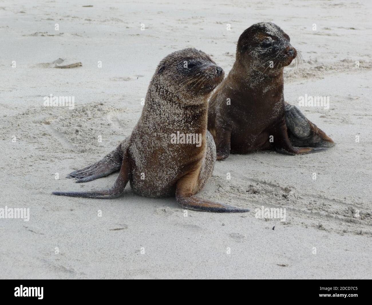 Foche cuccioli sulla spiaggia, Isole Galapagos. Foto di alta qualità Foto Stock