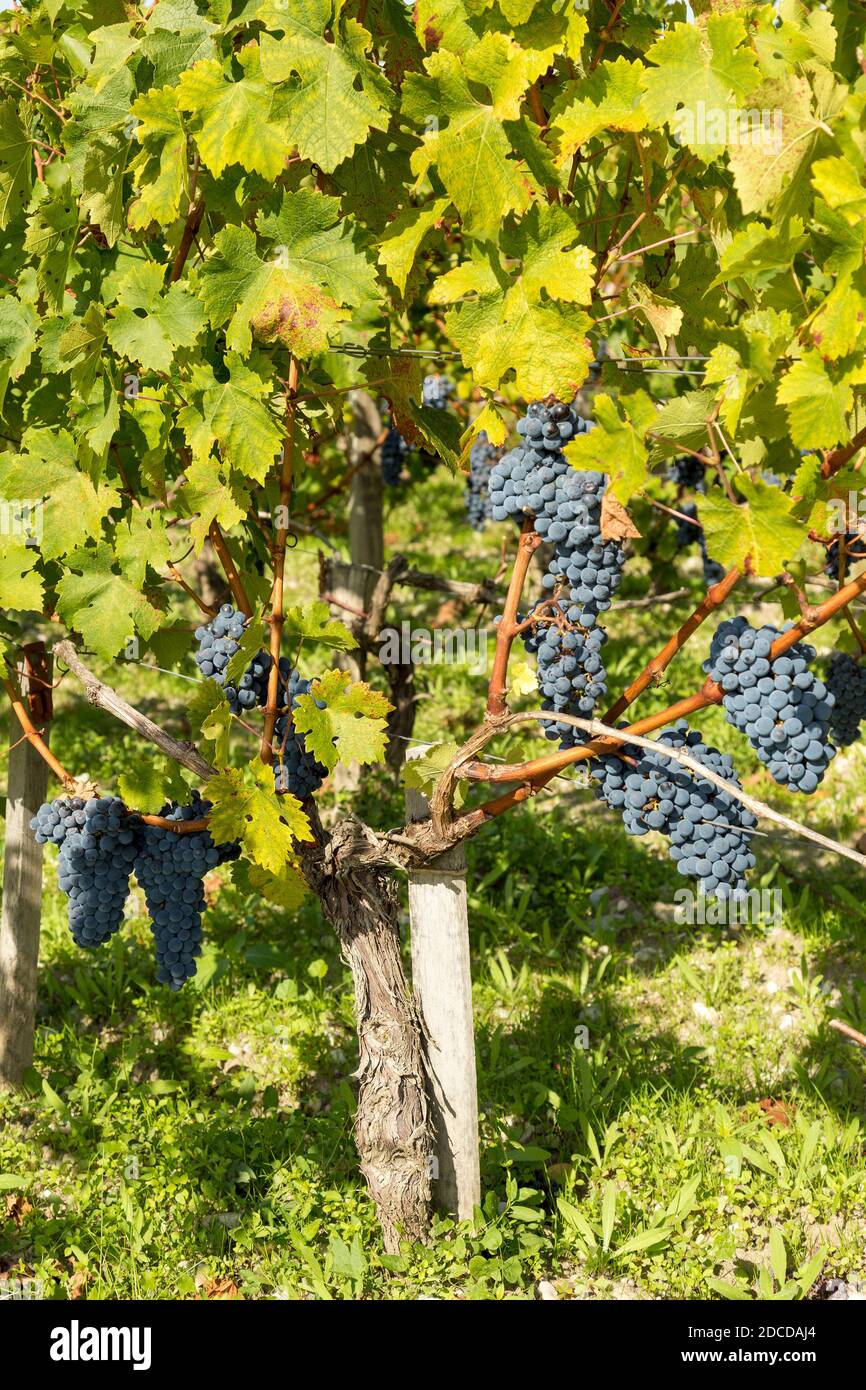 Uve rosse mature in vigneto francese, Bordeaux. Foto Stock