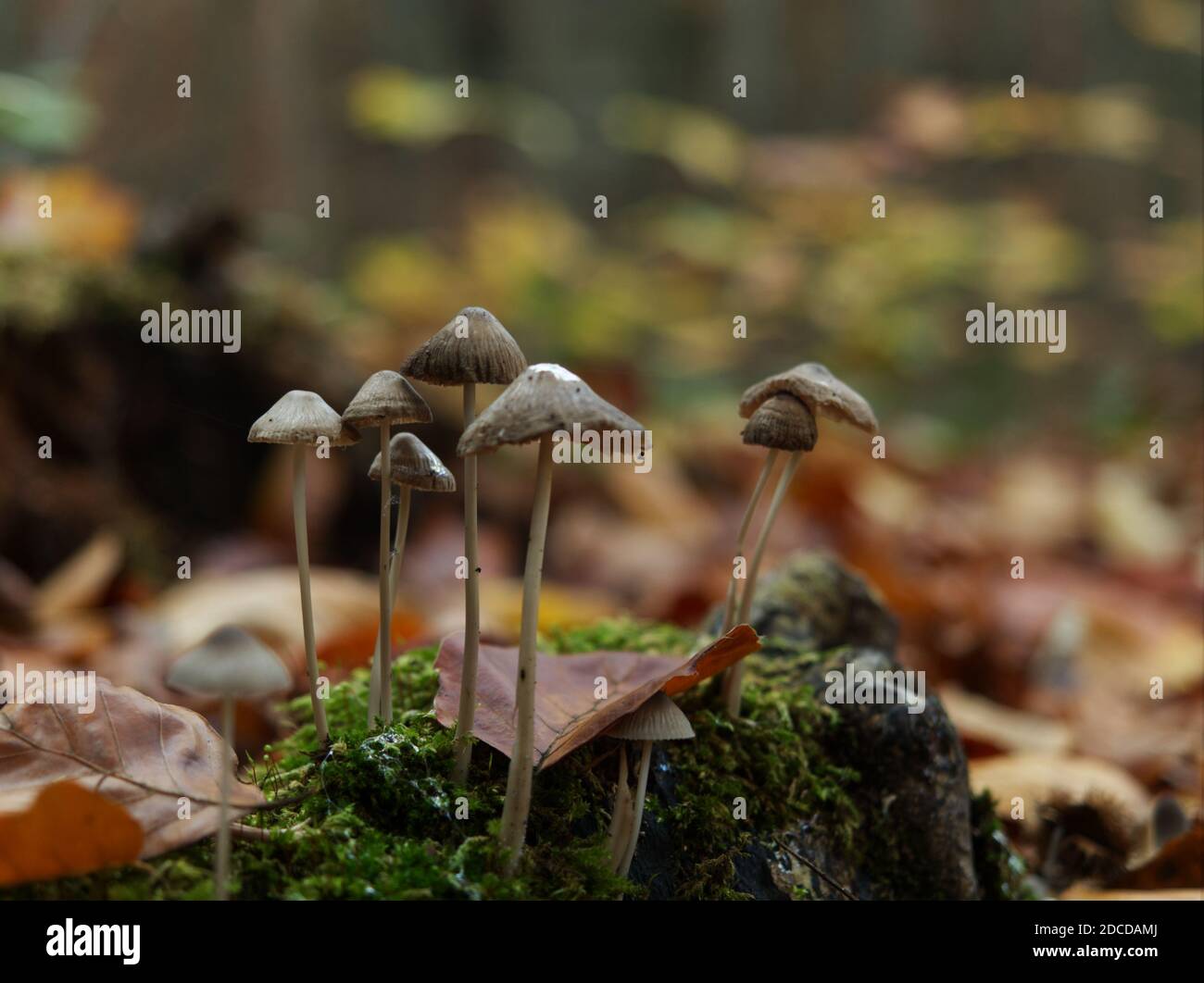 Ricerca di funghi a Jena in autunno con prospettiva dal basso Foto Stock