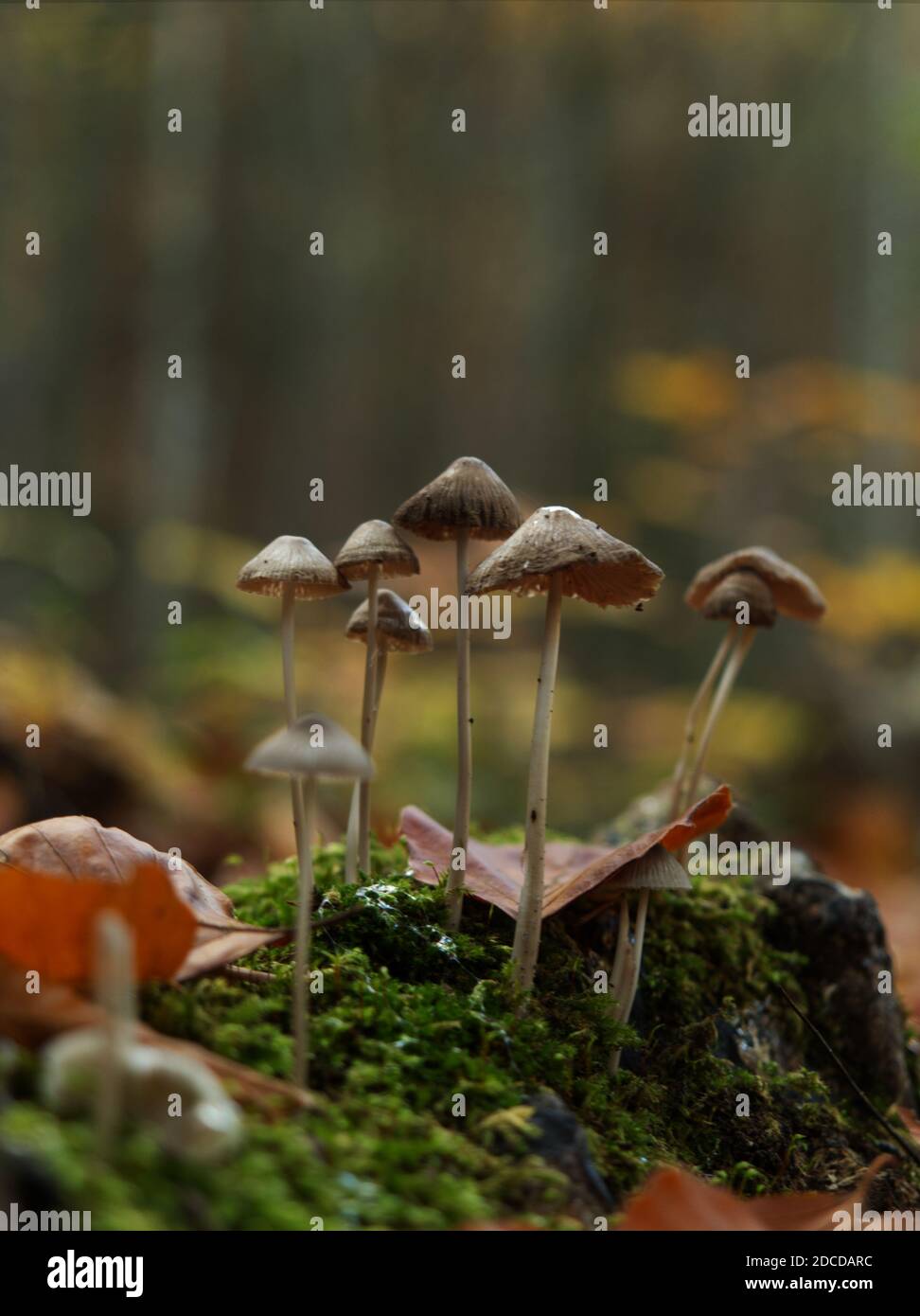 Ricerca di funghi a Jena in autunno con prospettiva dal basso Foto Stock