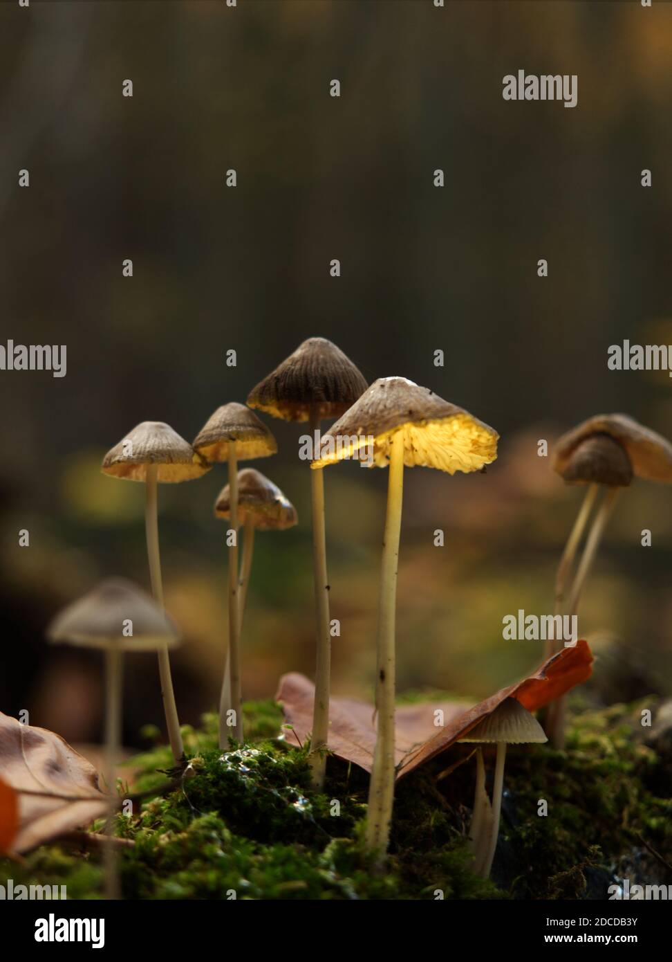 Ricerca di funghi a Jena in autunno con prospettiva dal basso Foto Stock