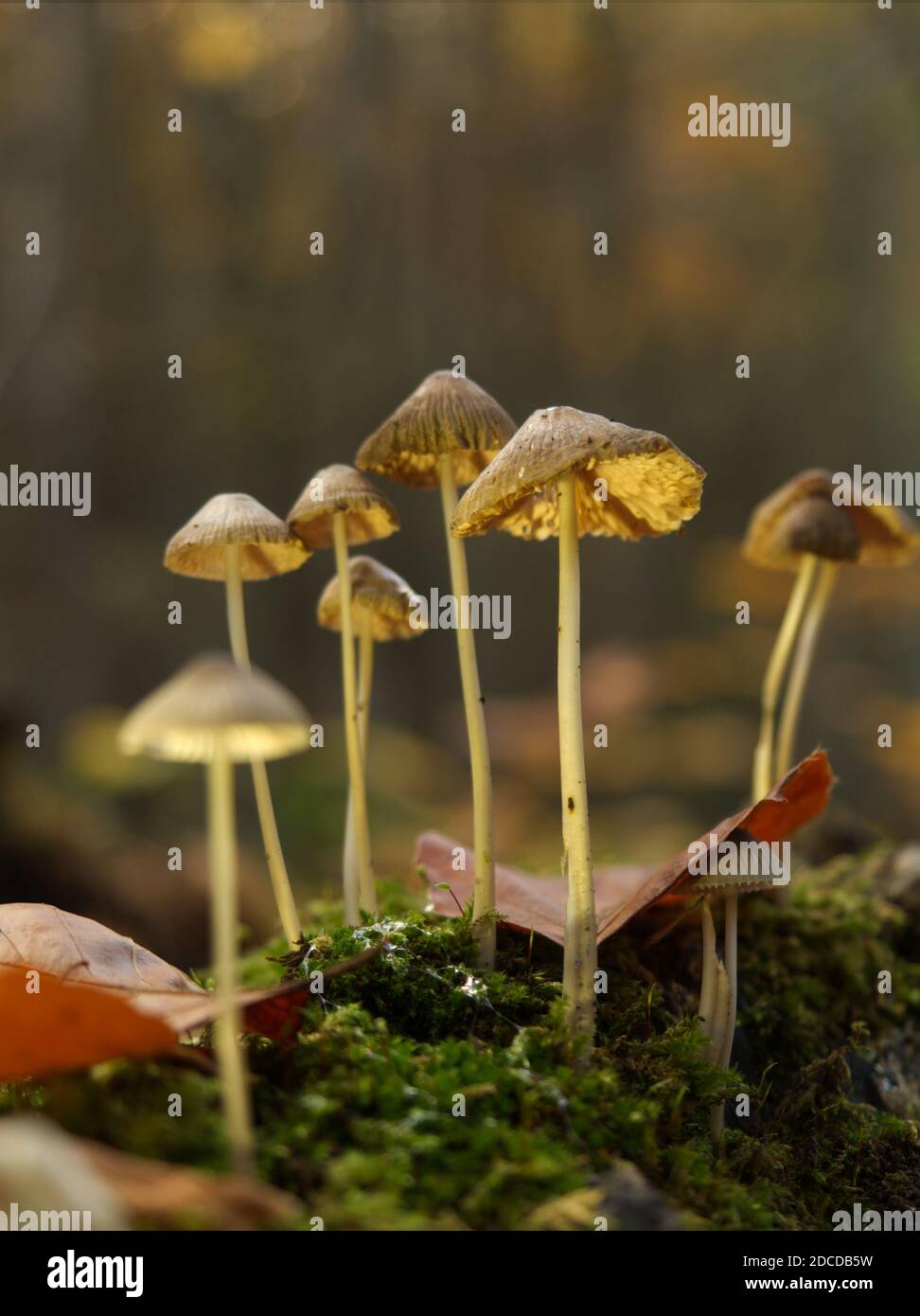 Ricerca di funghi a Jena in autunno con prospettiva dal basso Foto Stock