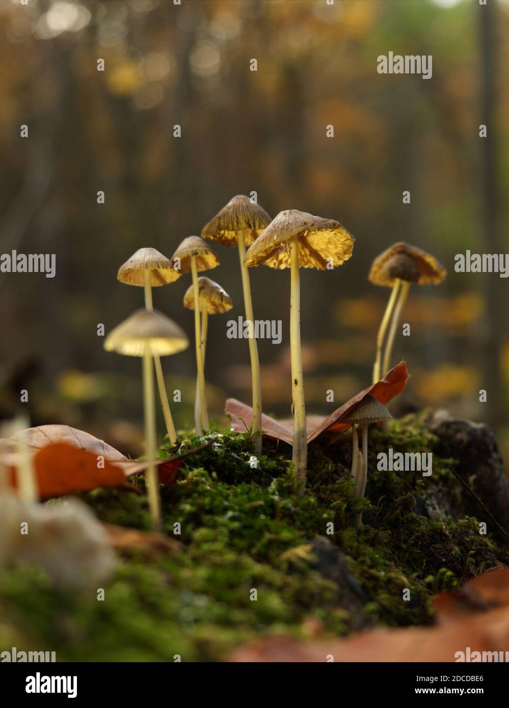 Ricerca di funghi a Jena in autunno con prospettiva dal basso Foto Stock