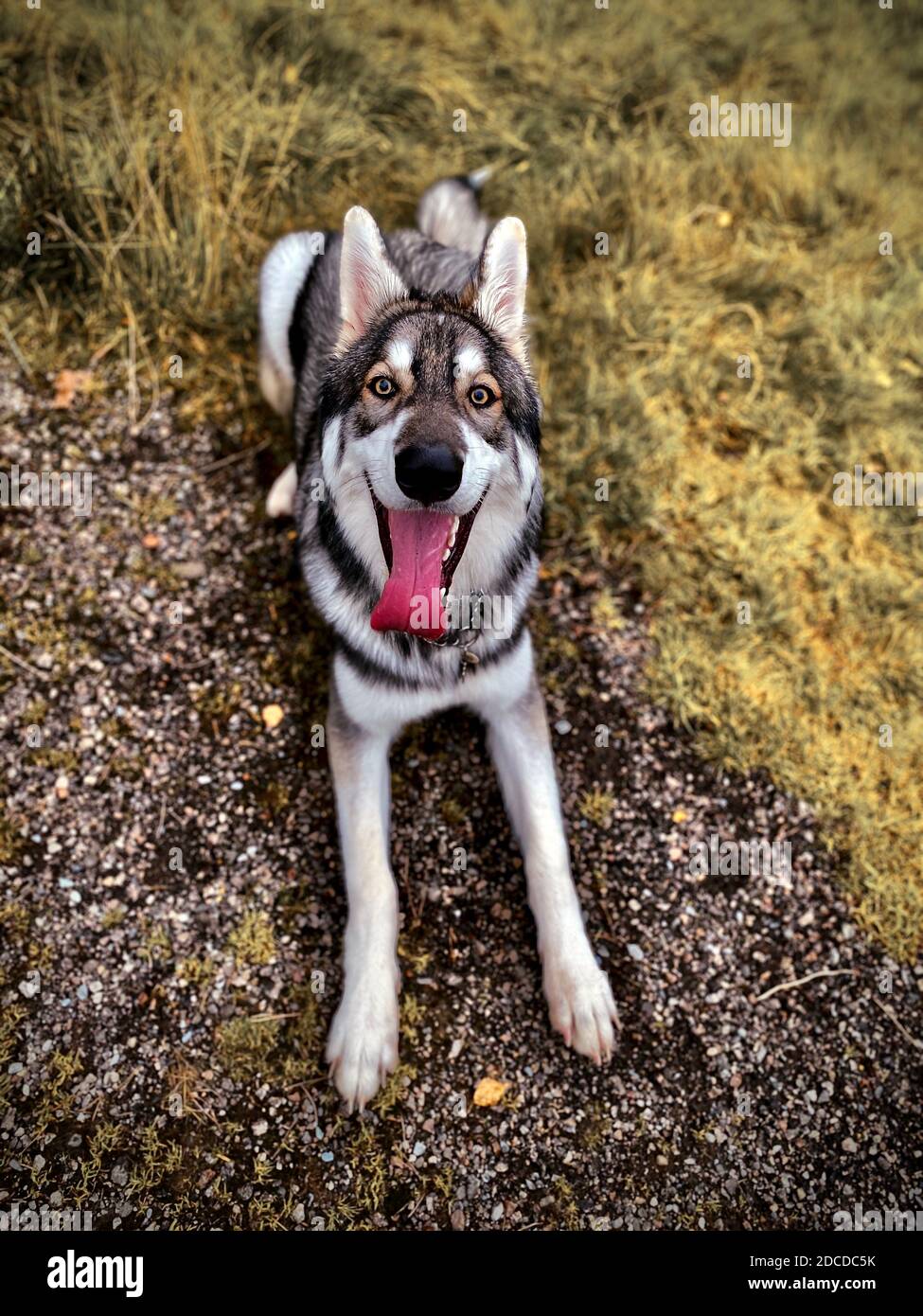 Inuit settentrionale Foto Stock