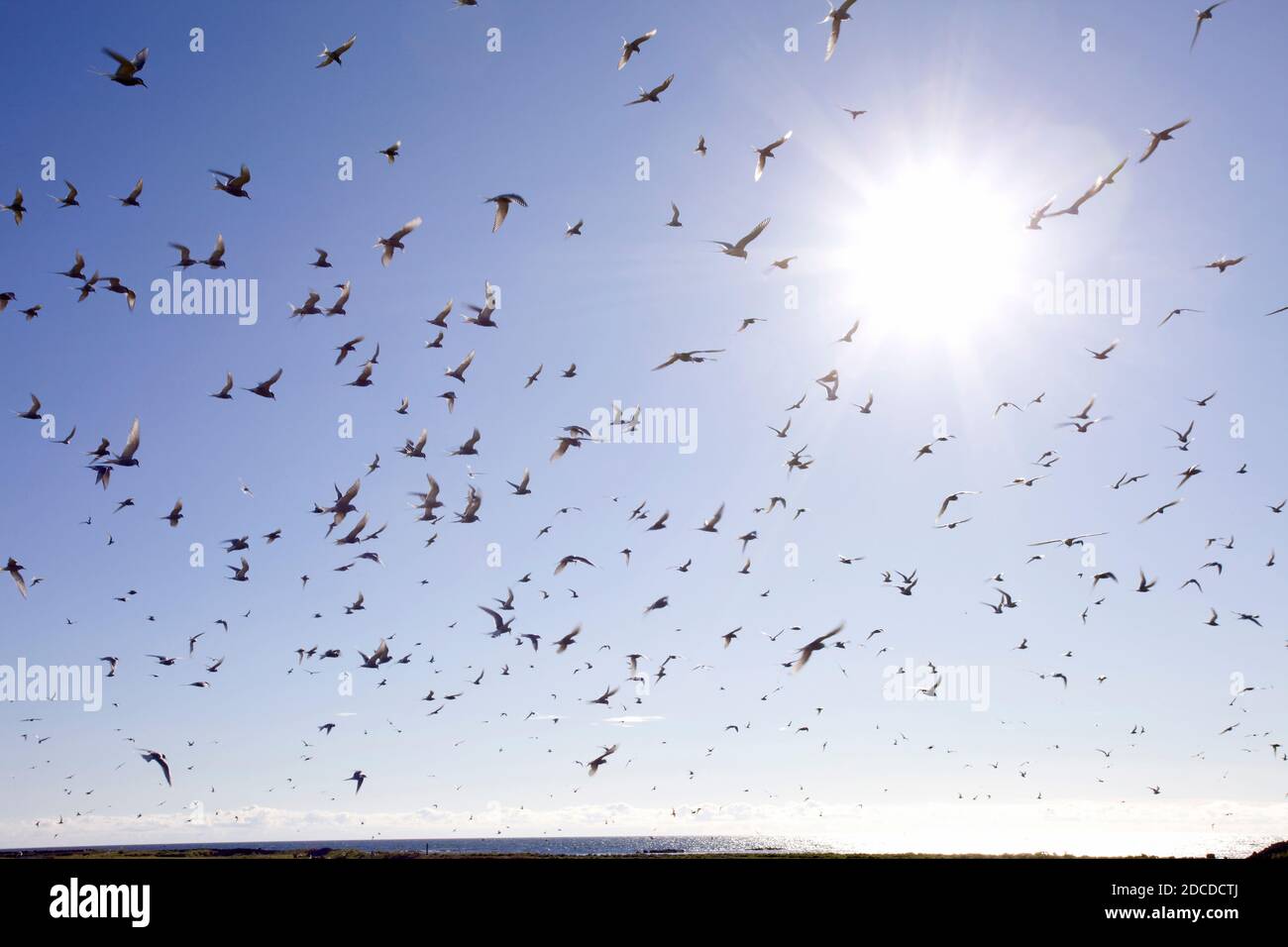 Sterne artiche in volo sulla costa. Islanda Foto Stock
