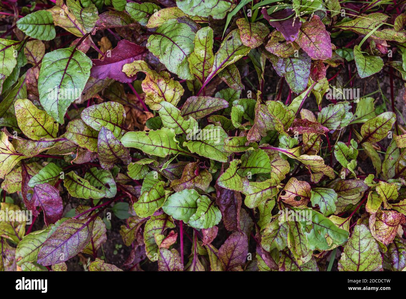 Foglie di barbabietola nel giardino di cortile in Polonia Foto Stock