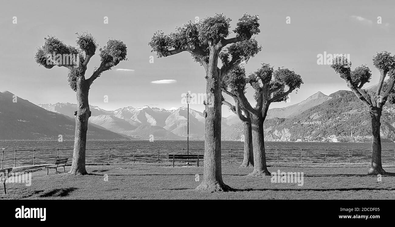 Alberi di fantasia nel parco della città sul Riva del Lago di Como Foto Stock