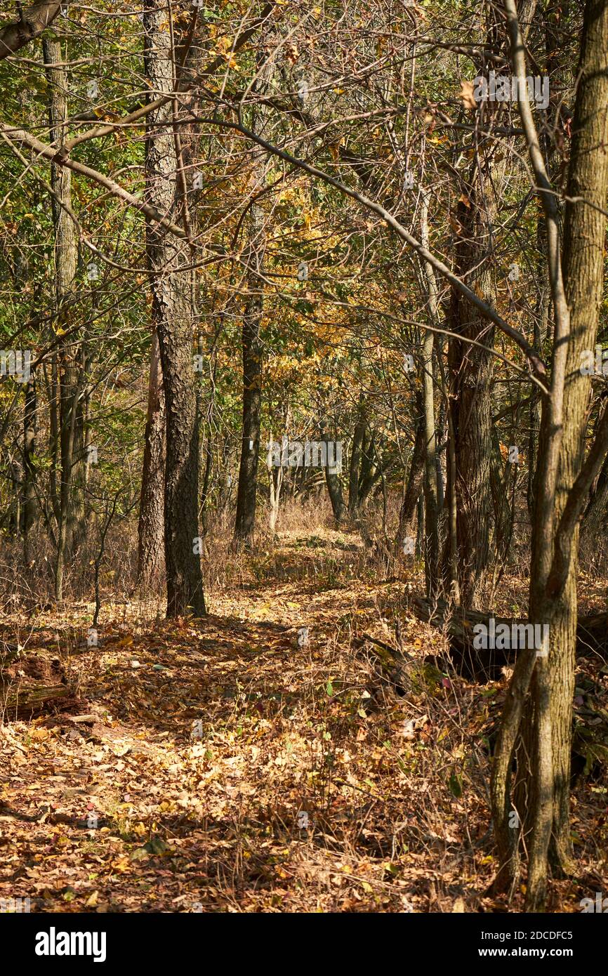 Il sentiero Appalachian, un po' a nord di Duncannon, Pennsylvania. Notare i segni di vernice bianca su alberi distanti. Foto Stock