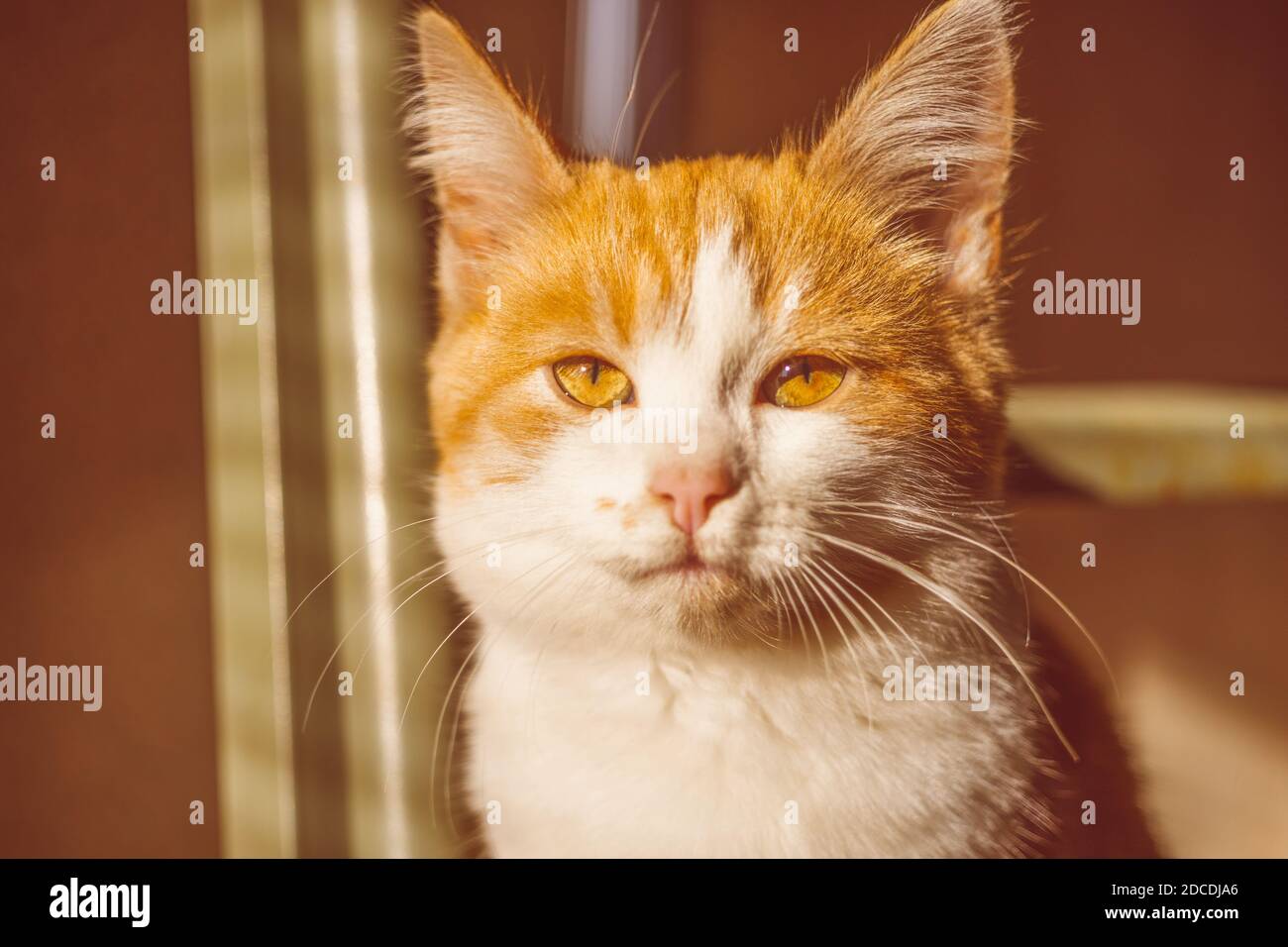 Bel gattino di zenzero. Primo piano faccia del gatto. Foto Stock