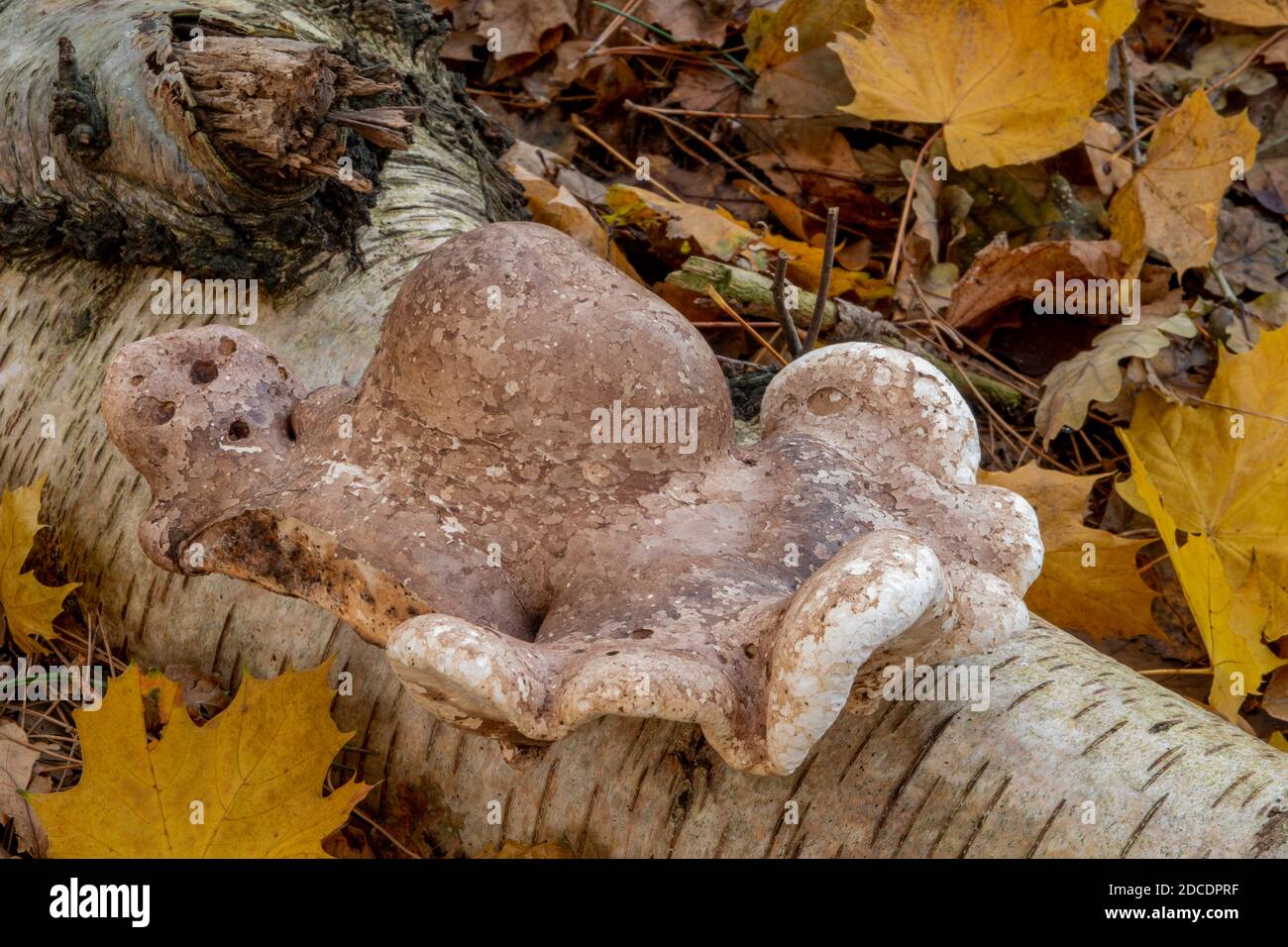 Birch Polyporo o Razor Stop Fungus, Suffolk Forest Foto Stock