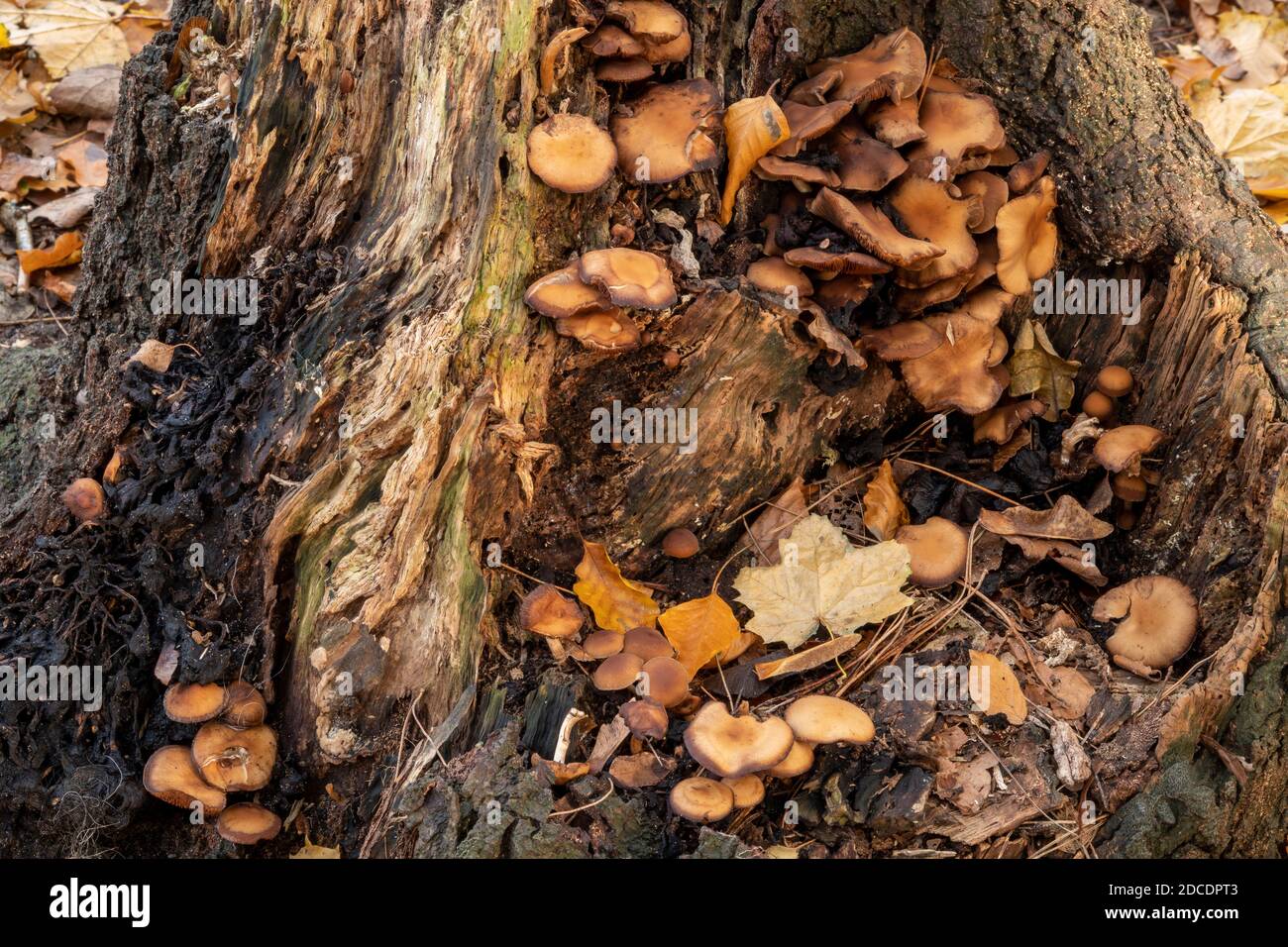 Fungus crescita nella foresta, Suffolk, Regno Unito Foto Stock