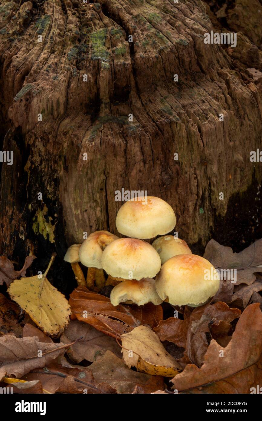 Sulpher Head Mushroom, Suffolk Woodland, Regno Unito Foto Stock