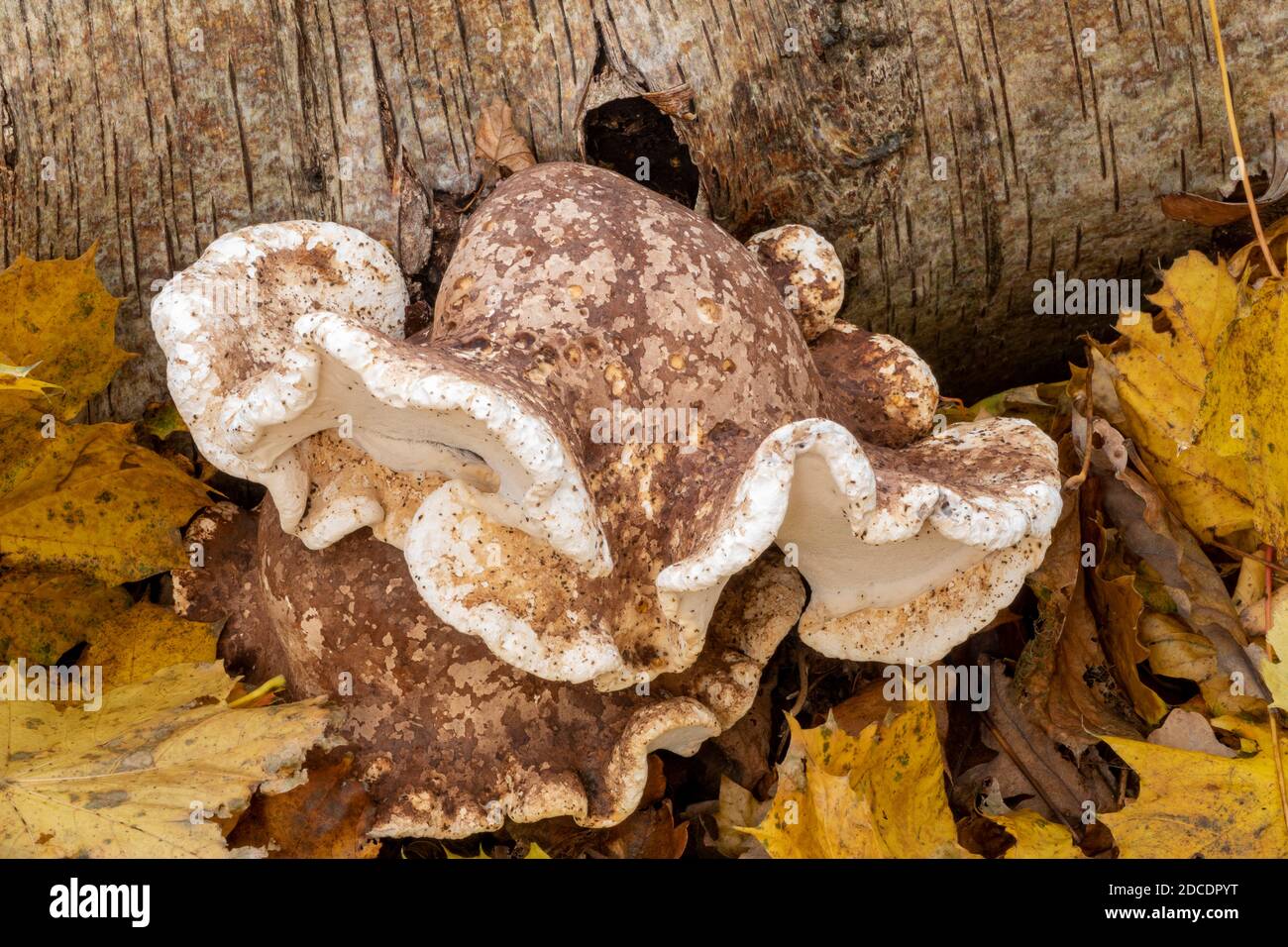 Birch Polyporo o Razor Stop Fungus, Suffolk Forest Foto Stock