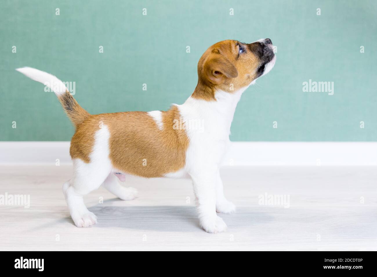 Un bel cucciolo bianco Jack Russell Terrier con orecchie e macchie marroni e un naso nero, si trova lateralmente in un rack, guarda in su. Foto Stock