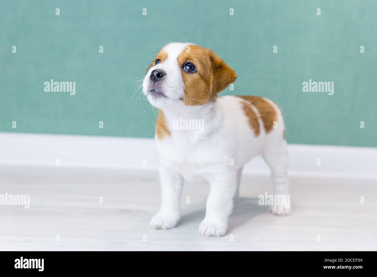 Un bellissimo cucciolo Jack Russell Terrier con orecchie marroni si erge e si affaccia sullo sfondo di una parete verde. Allevamento di cani di razza purea. Giorno del cane. Foto Stock