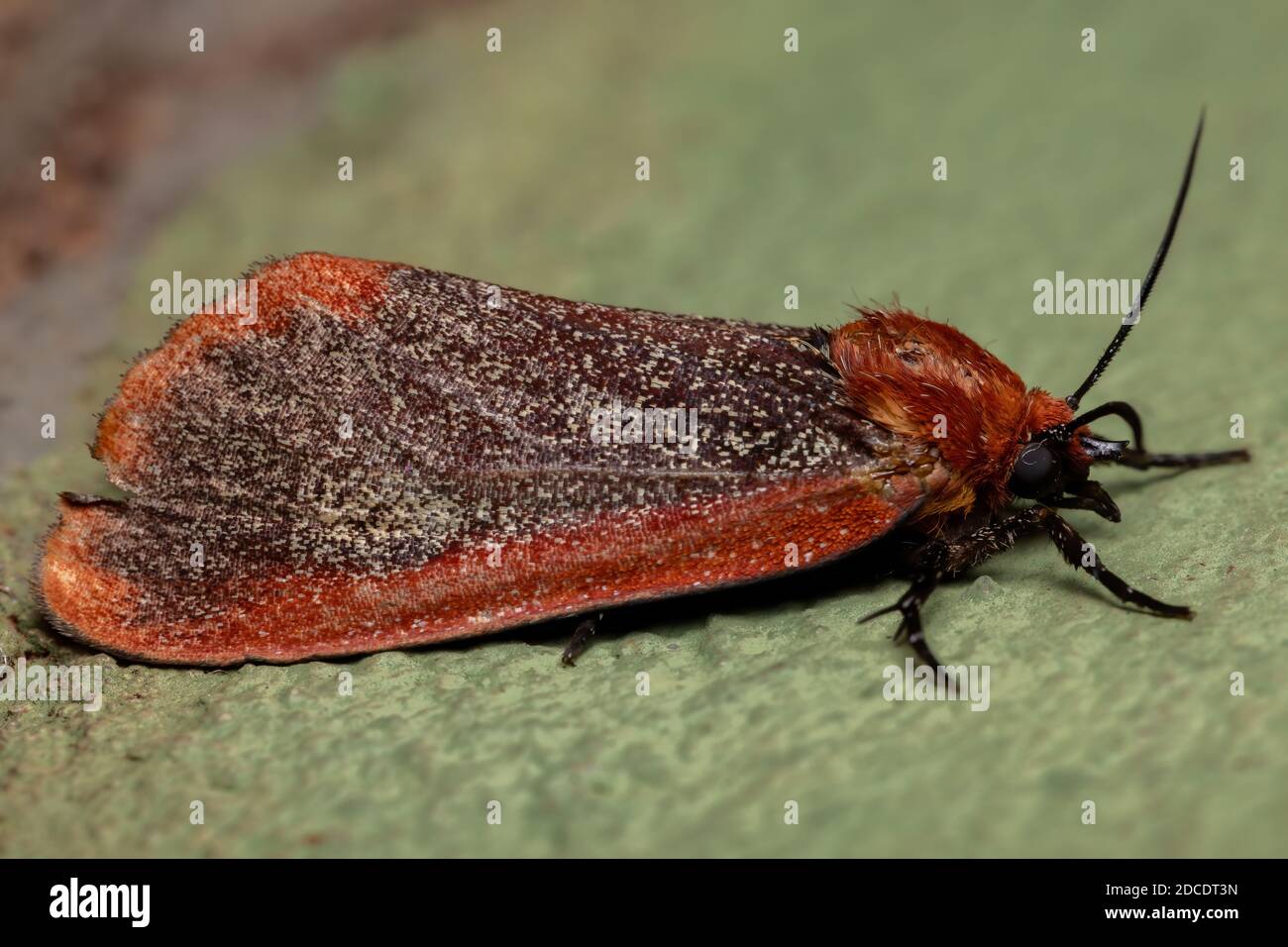Red Tiger Moth della Tribe Arctiini Foto Stock