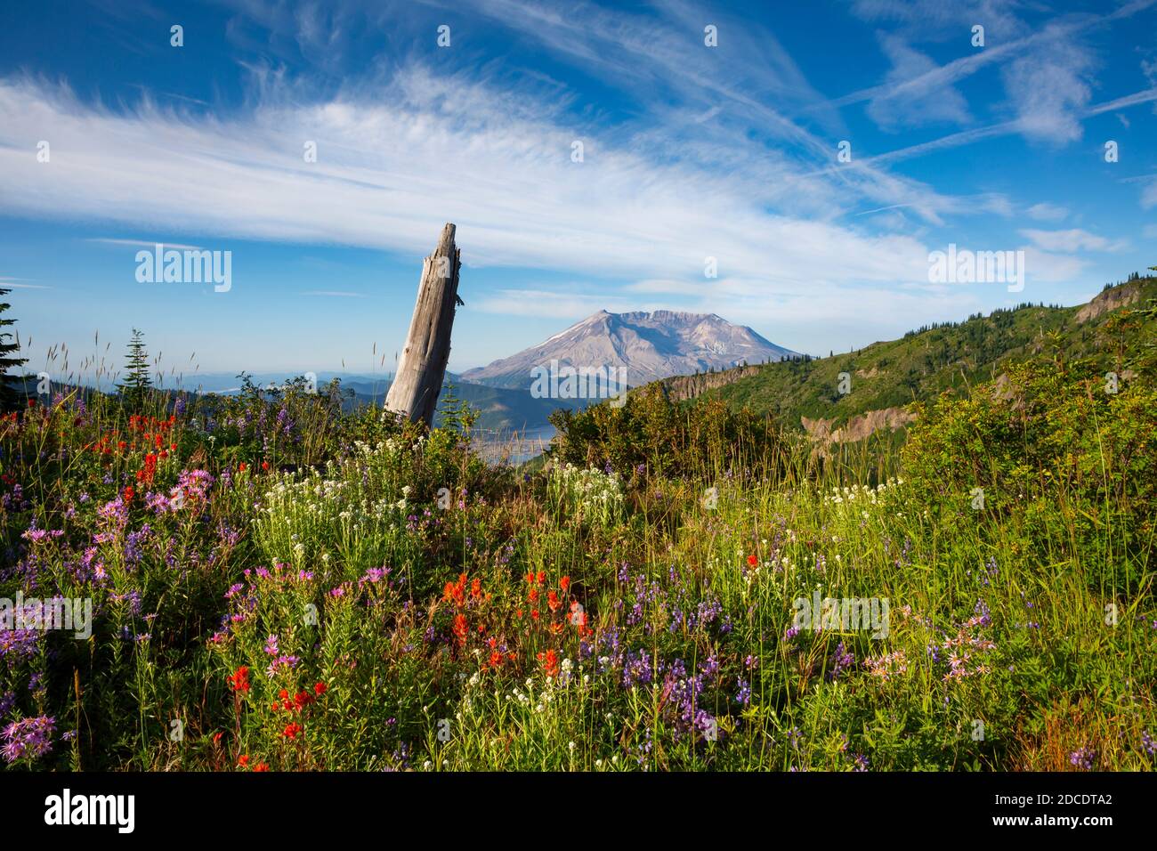 WA18333-00...WASHINGTON - fiori selvatici che fioriscono lungo il Mount Margaret Trail 40 anni dopo l'eruzione del Mount St. Helens National Volcanic Monum Foto Stock