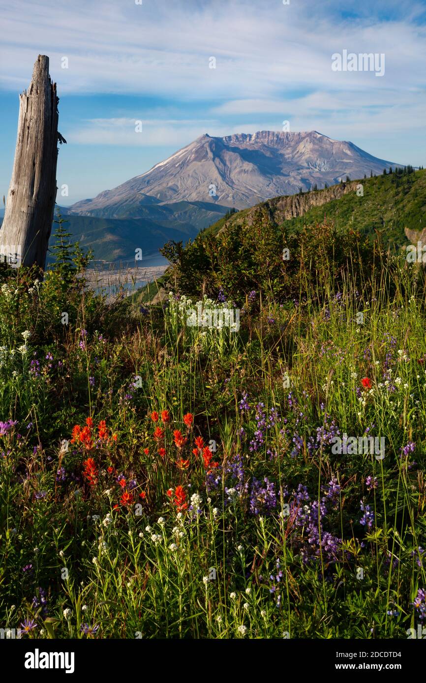 WA18334-00...WASHINGTON - fiori selvatici che fioriscono lungo il Mount Margaret Trail 40 anni dopo l'eruzione del Mount St. Helens National Volcanic Monum Foto Stock