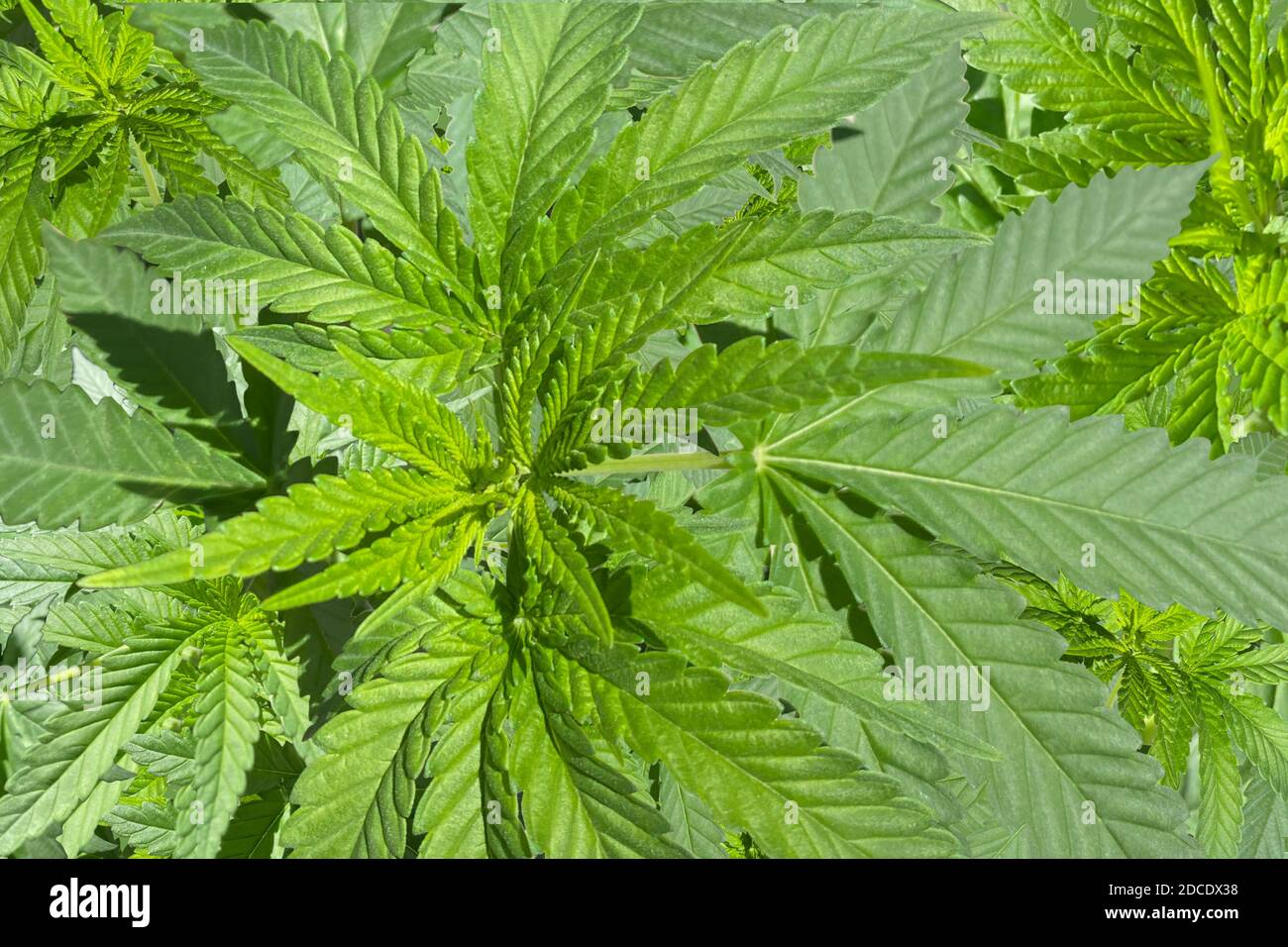 La marijuana lascia da vicino Foto Stock