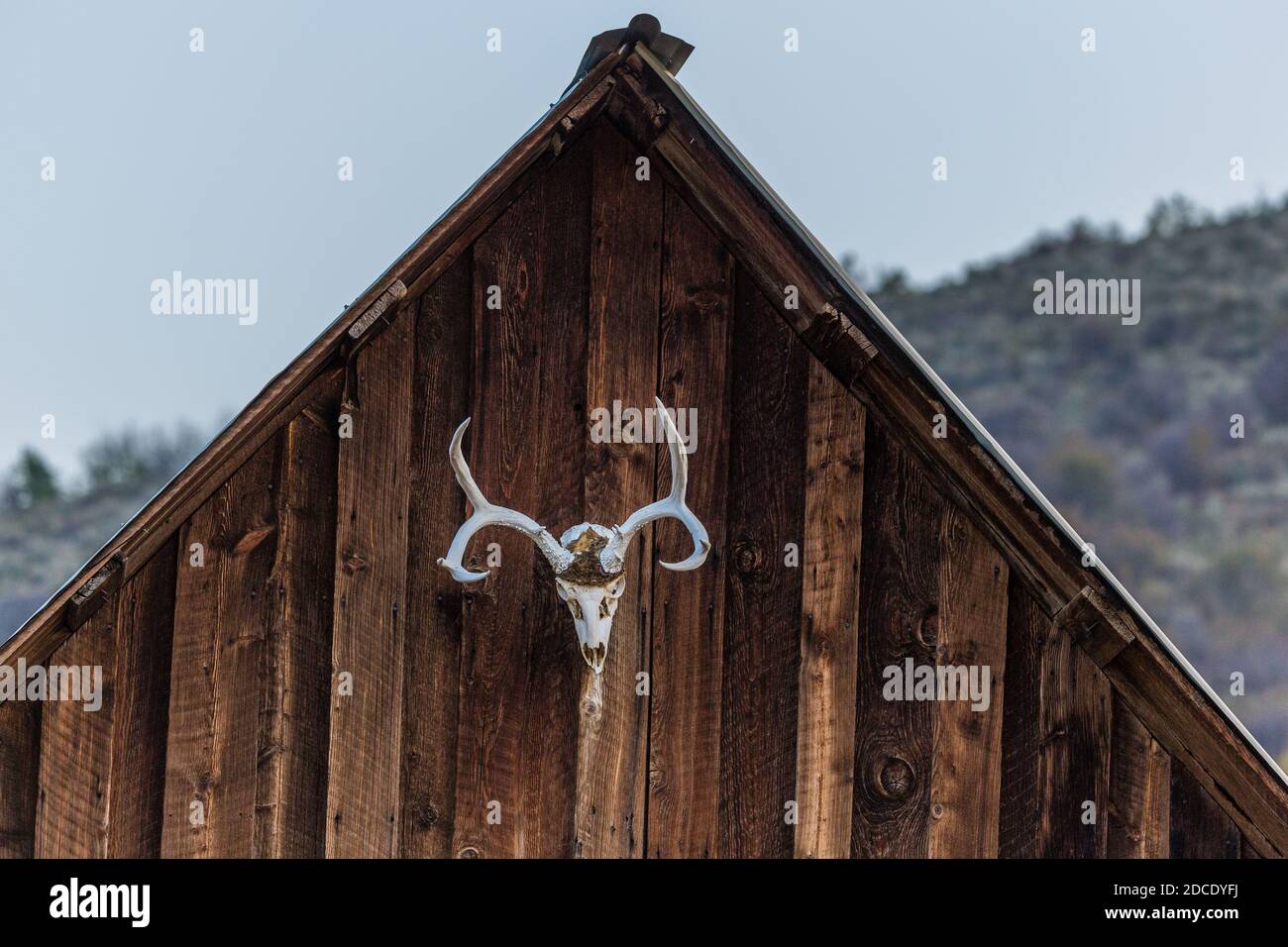 Il cranio di un mulo di cervo buck sulla parte anteriore di un vecchio fienile su un ranch di bestiame in Idaho. Foto Stock