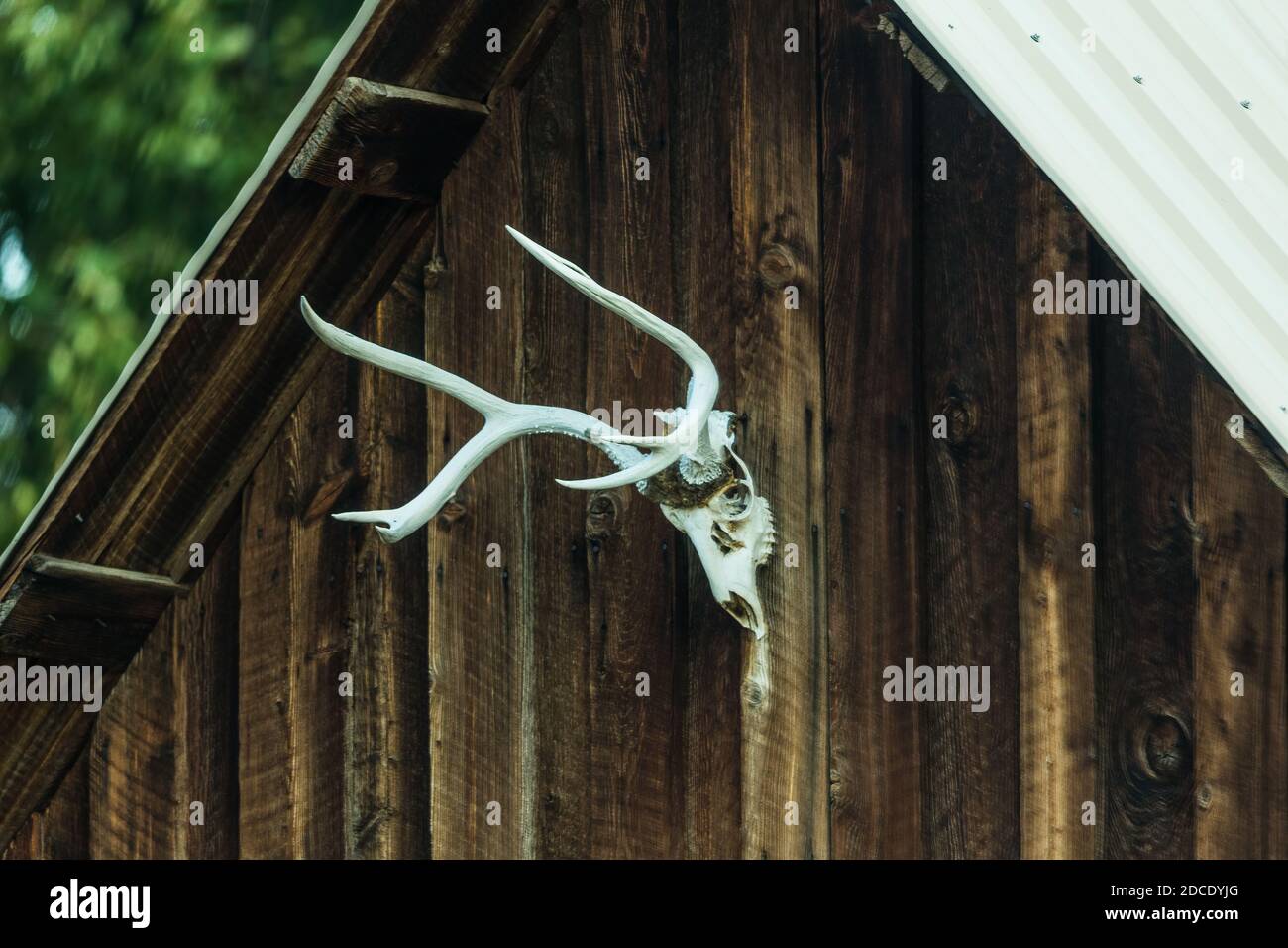 Il cranio di un mulo di cervo buck sulla parte anteriore di un vecchio fienile su un ranch di bestiame in Idaho. Foto Stock