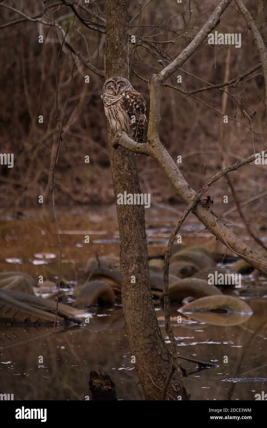 Un gufo sbarrato (Strix varia) si trova in una zona umida piena di rifiuti. Gli pneumatici scartati sporchino dall'acqua sotto il gufo. Foto Stock