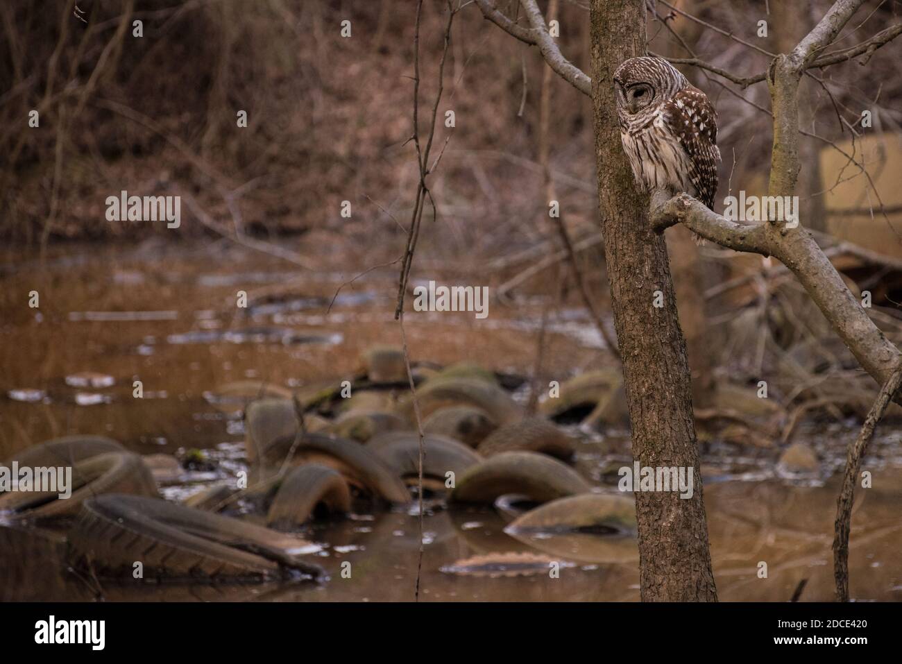 Un gufo sbarrato (Strix varia) si trova in una zona umida piena di rifiuti. Gli pneumatici scartati sporchino dall'acqua sotto il gufo. Foto Stock