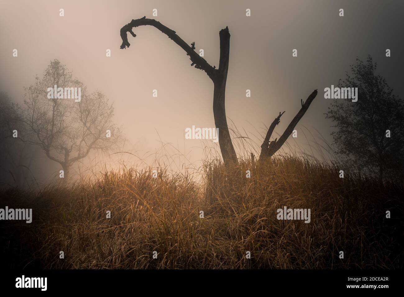 Autunno mattina nebbia nella foresta decidua. Il sole basso splende attraverso gli alberi e la nebbia e dipinge nelle foglie e l'erba alta. Paesaggio di montagna Foto Stock