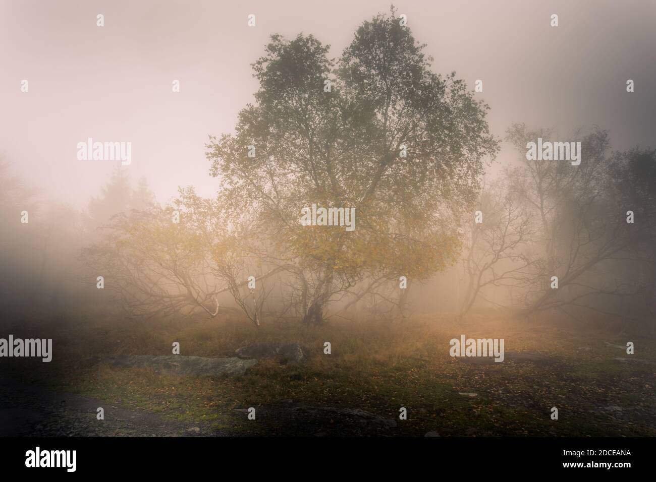 Autunno mattina nebbia nella foresta decidua. Il sole basso splende attraverso gli alberi e la nebbia e dipinge nelle foglie e l'erba alta. Paesaggio di montagna Foto Stock