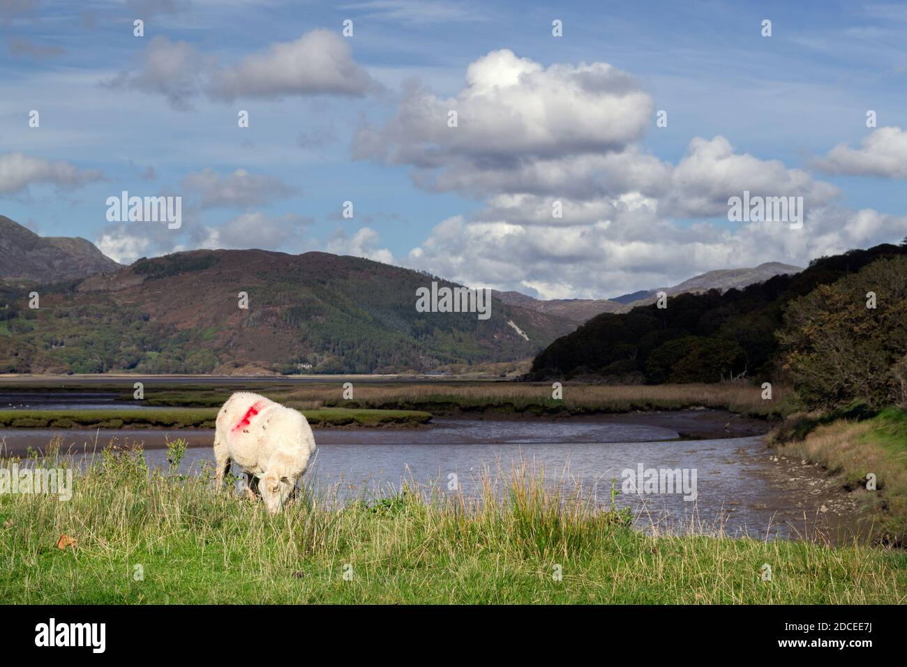 Pascolo di pecore sulla riva del fiume Mawddach in Autmn, Gwynedd, Galles. Foto Stock
