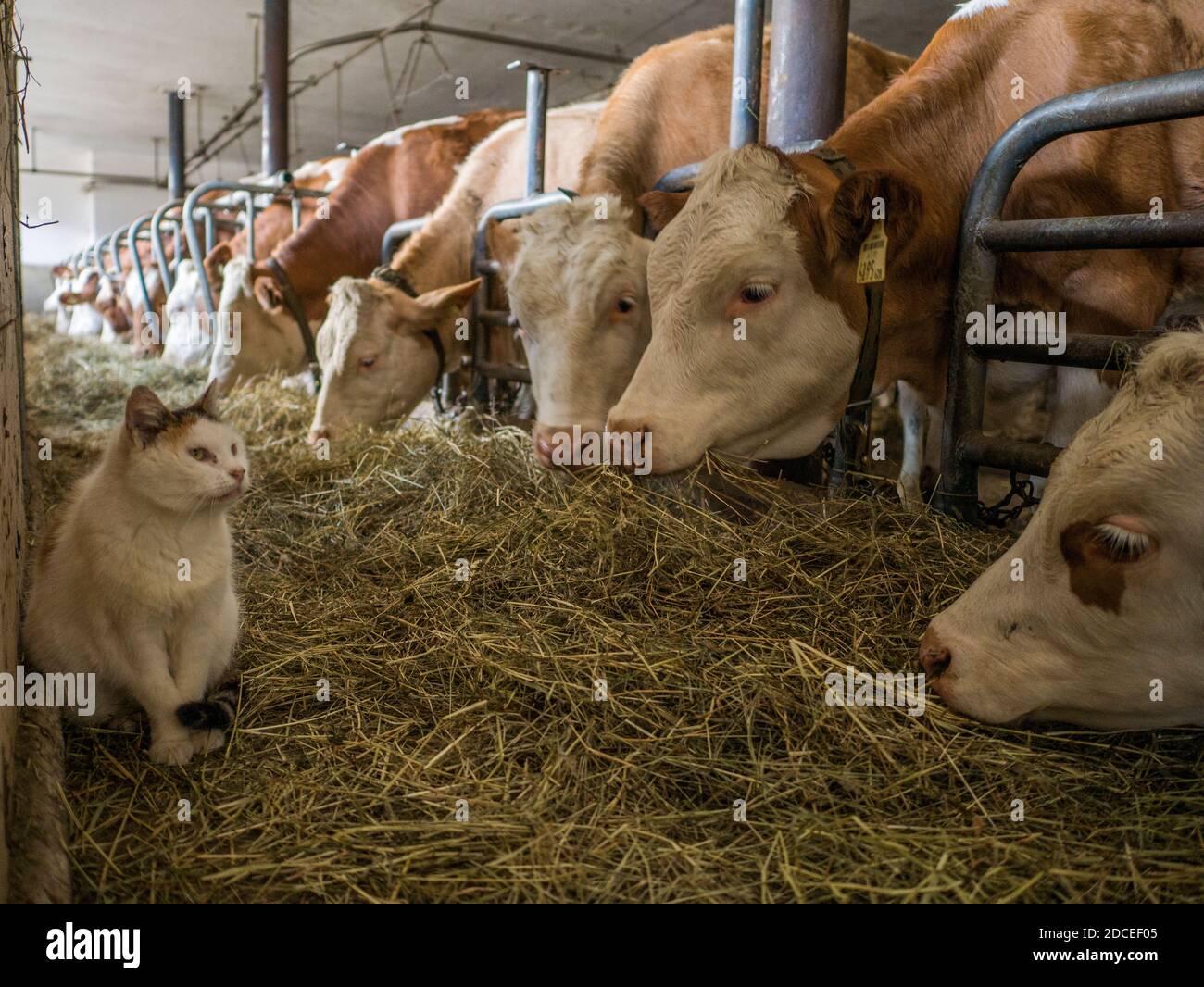 Il gatto della fattoria è guardato dalle mucche mungono che pascolano nella loro casa d'inverno all'interno del capannone di mungitura nel Tirolo austriaco. Foto Stock