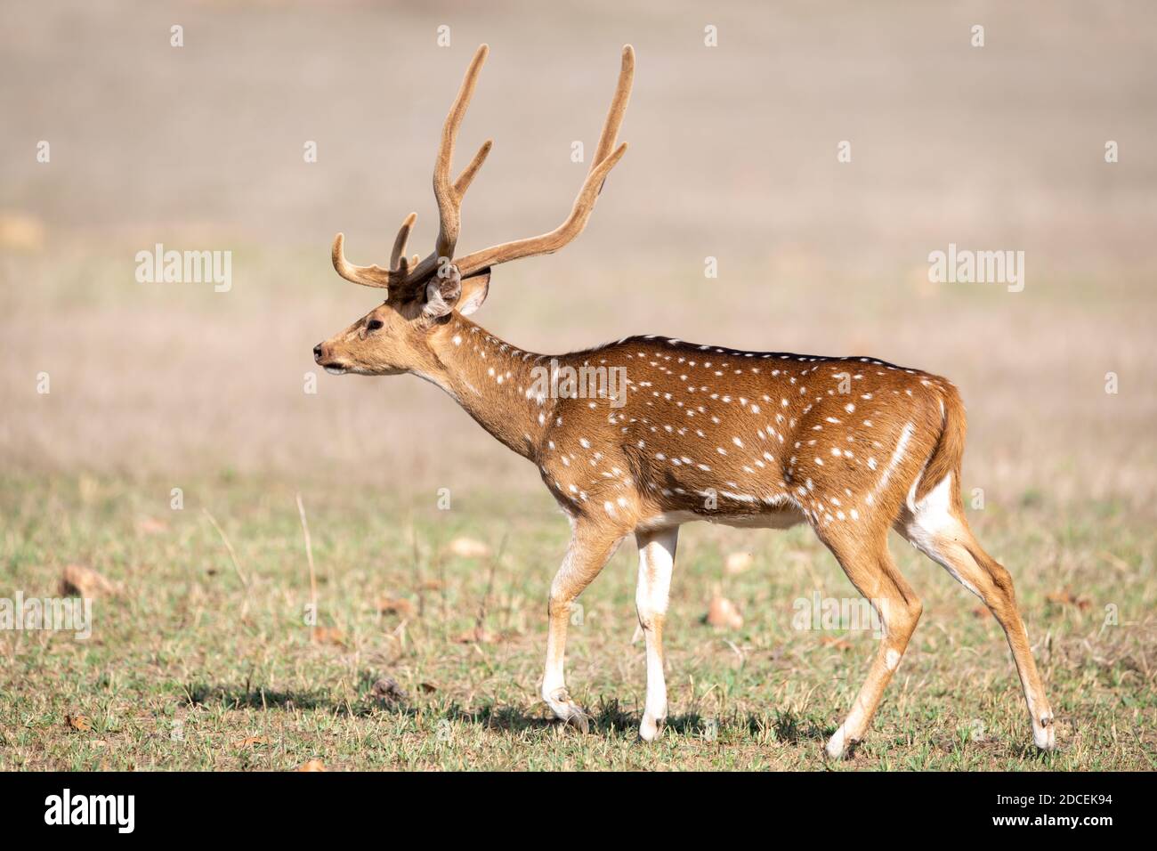 Cervo (asse) in India Foto Stock