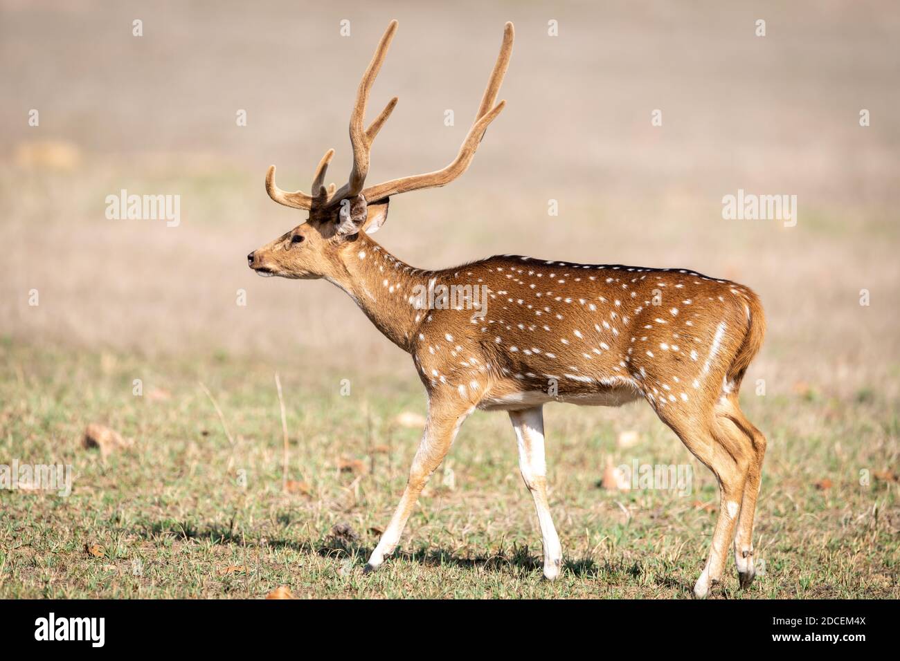 Cervo (asse) in India Foto Stock