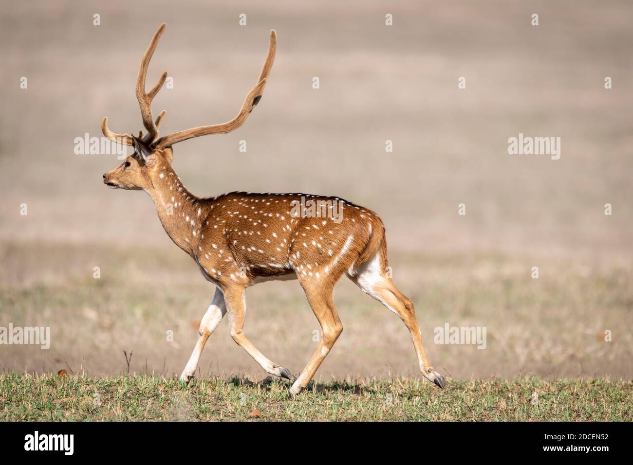 Cervo (asse) in India Foto Stock